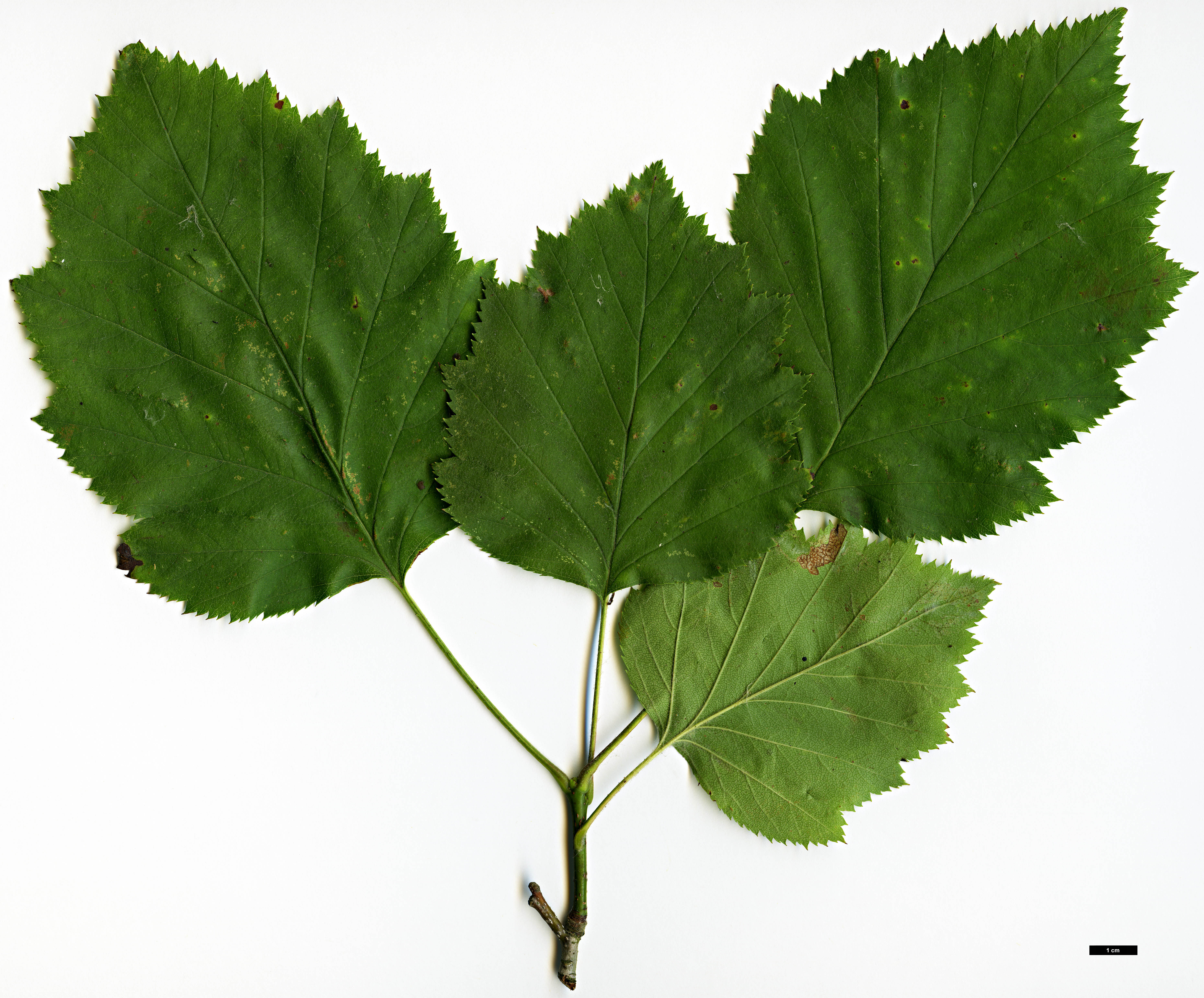 High resolution image: Family: Rosaceae - Genus: Crataegus - Taxon: oblonga