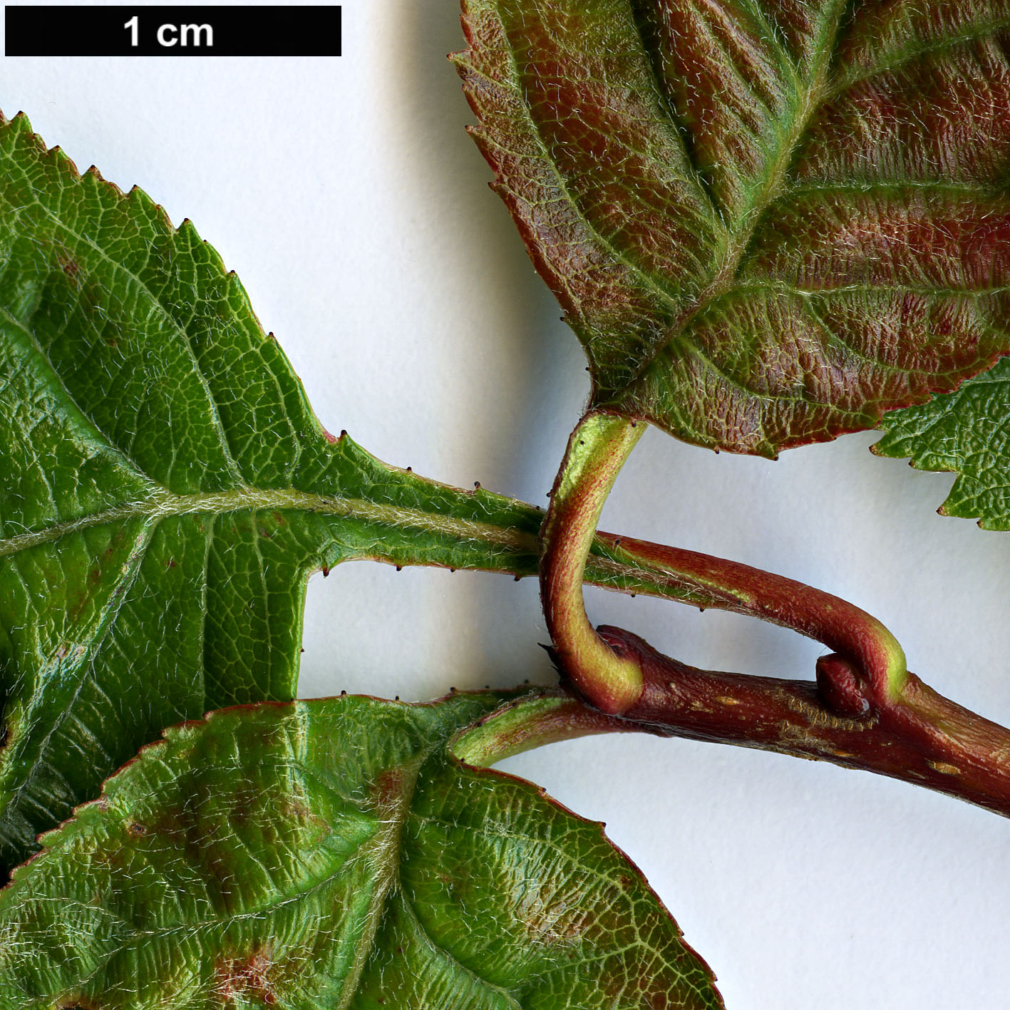 High resolution image: Family: Rosaceae - Genus: Crataegus - Taxon: okanaganensis