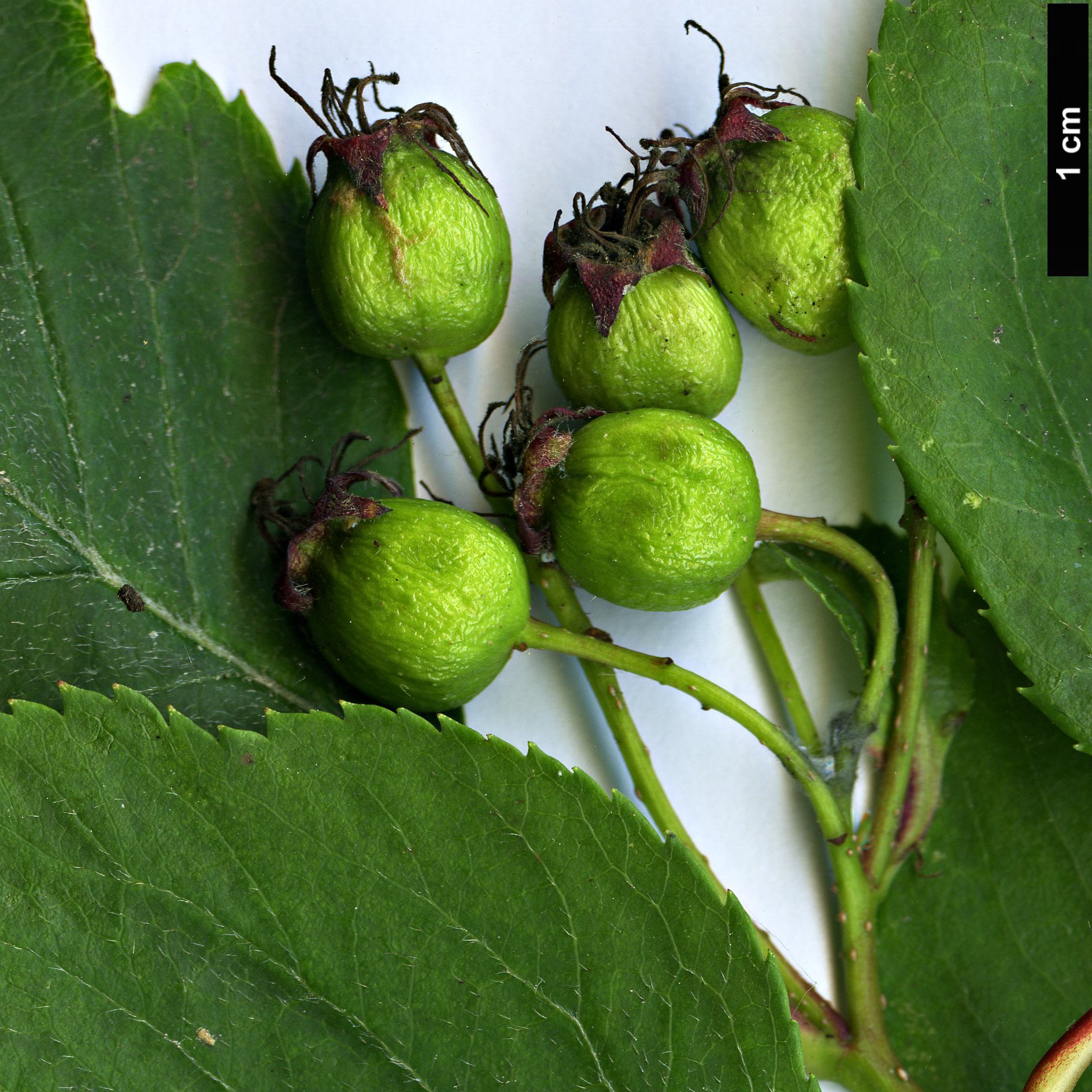 High resolution image: Family: Rosaceae - Genus: Crataegus - Taxon: okennonii