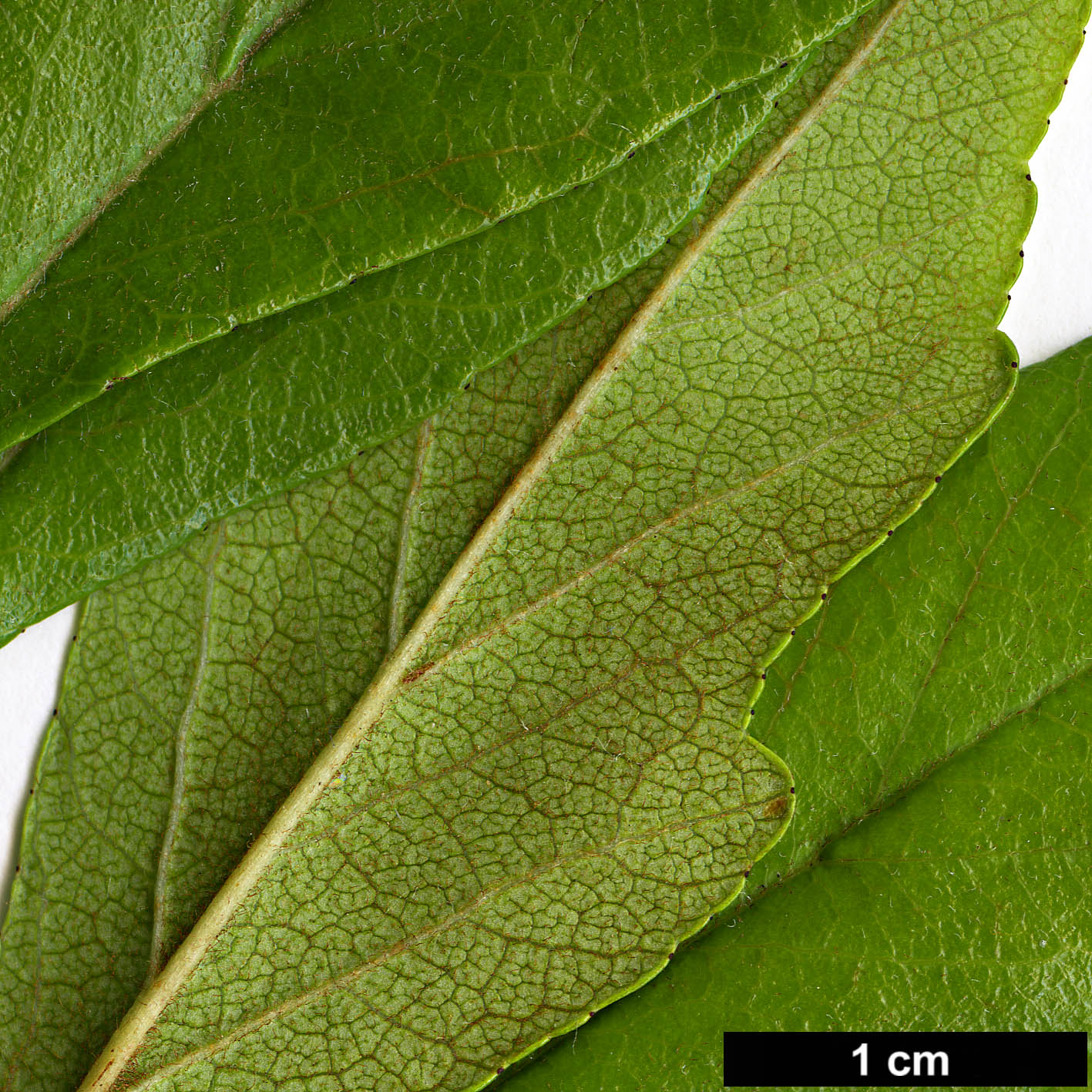 High resolution image: Family: Rosaceae - Genus: Crataegus - Taxon: opaca