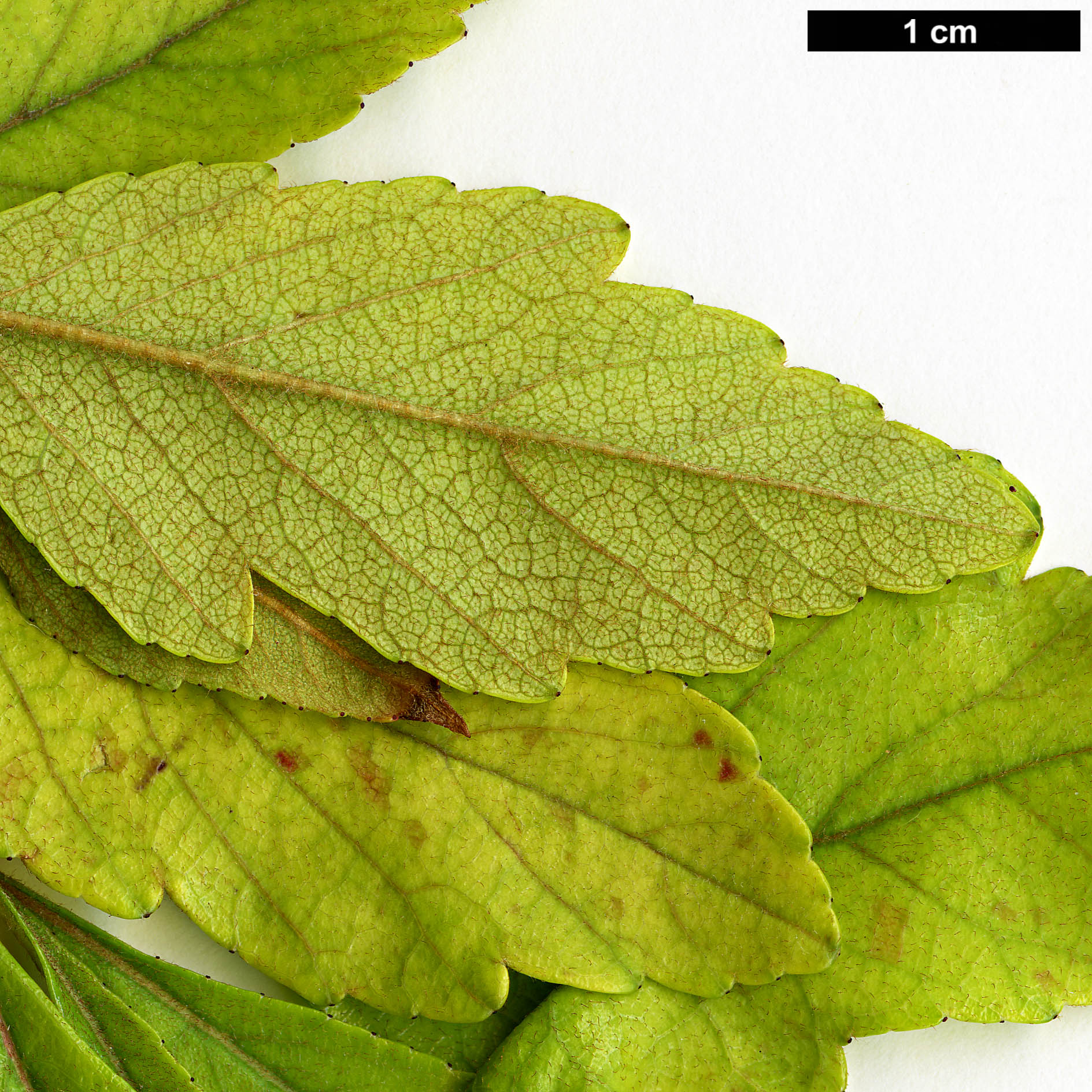 High resolution image: Family: Rosaceae - Genus: Crataegus - Taxon: opaca