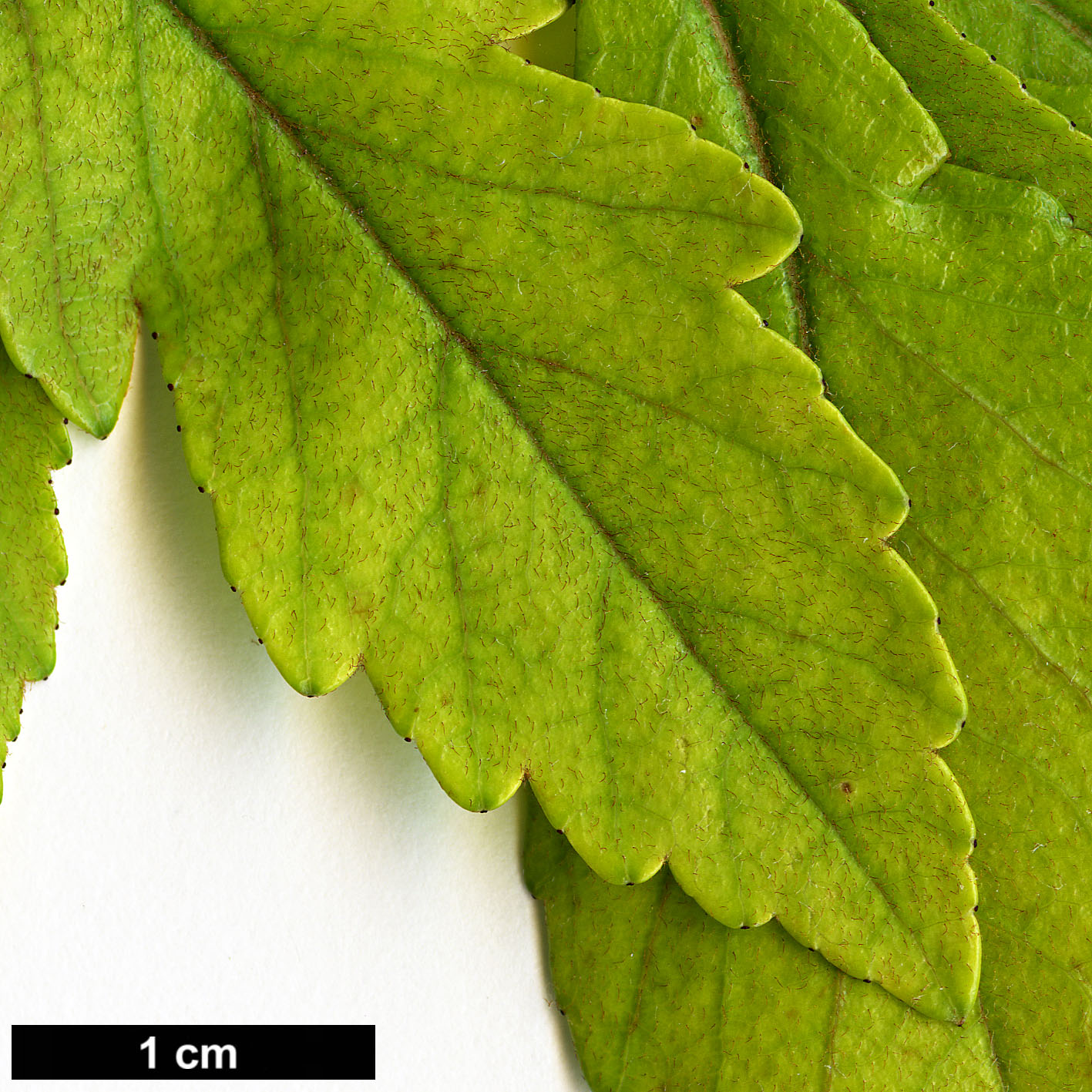 High resolution image: Family: Rosaceae - Genus: Crataegus - Taxon: opaca