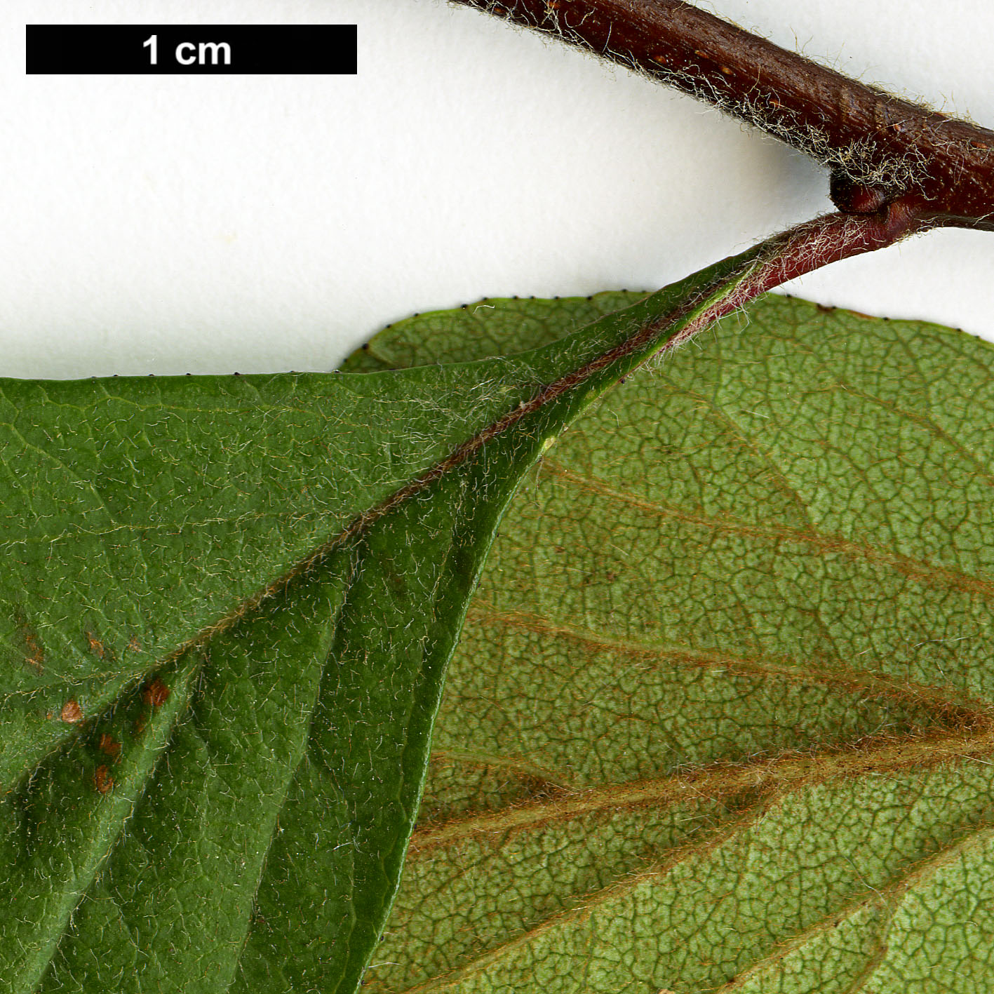 High resolution image: Family: Rosaceae - Genus: Crataegus - Taxon: opaca