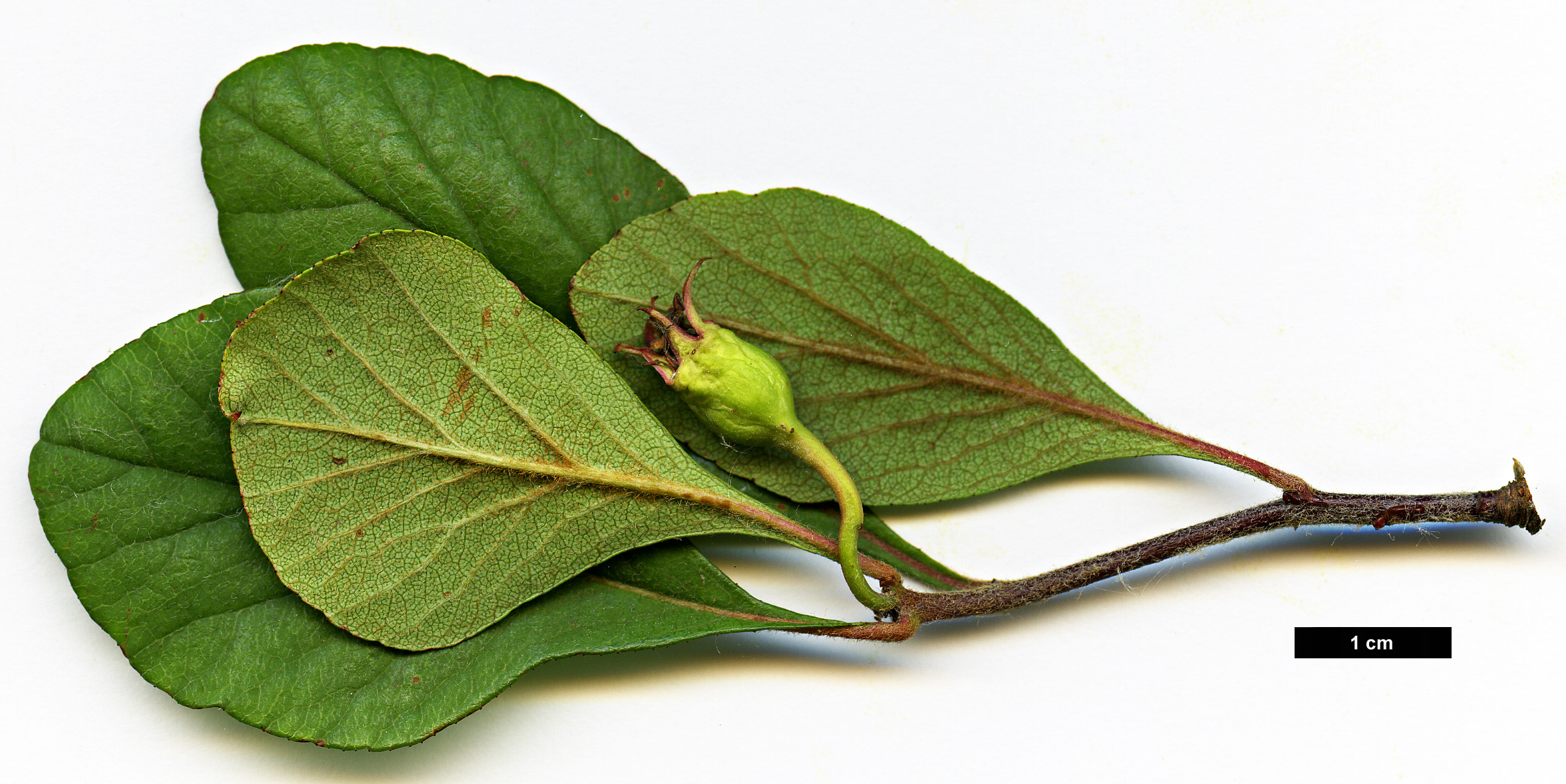 High resolution image: Family: Rosaceae - Genus: Crataegus - Taxon: opaca