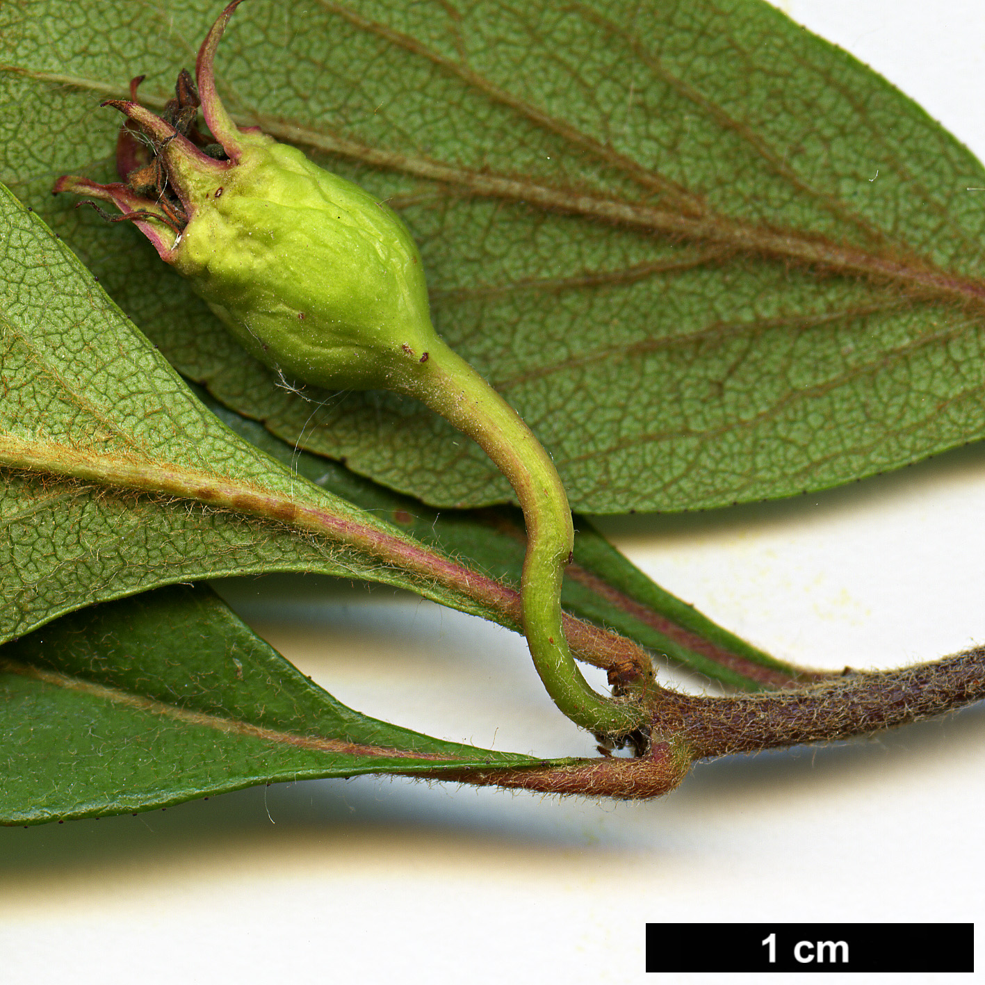 High resolution image: Family: Rosaceae - Genus: Crataegus - Taxon: opaca