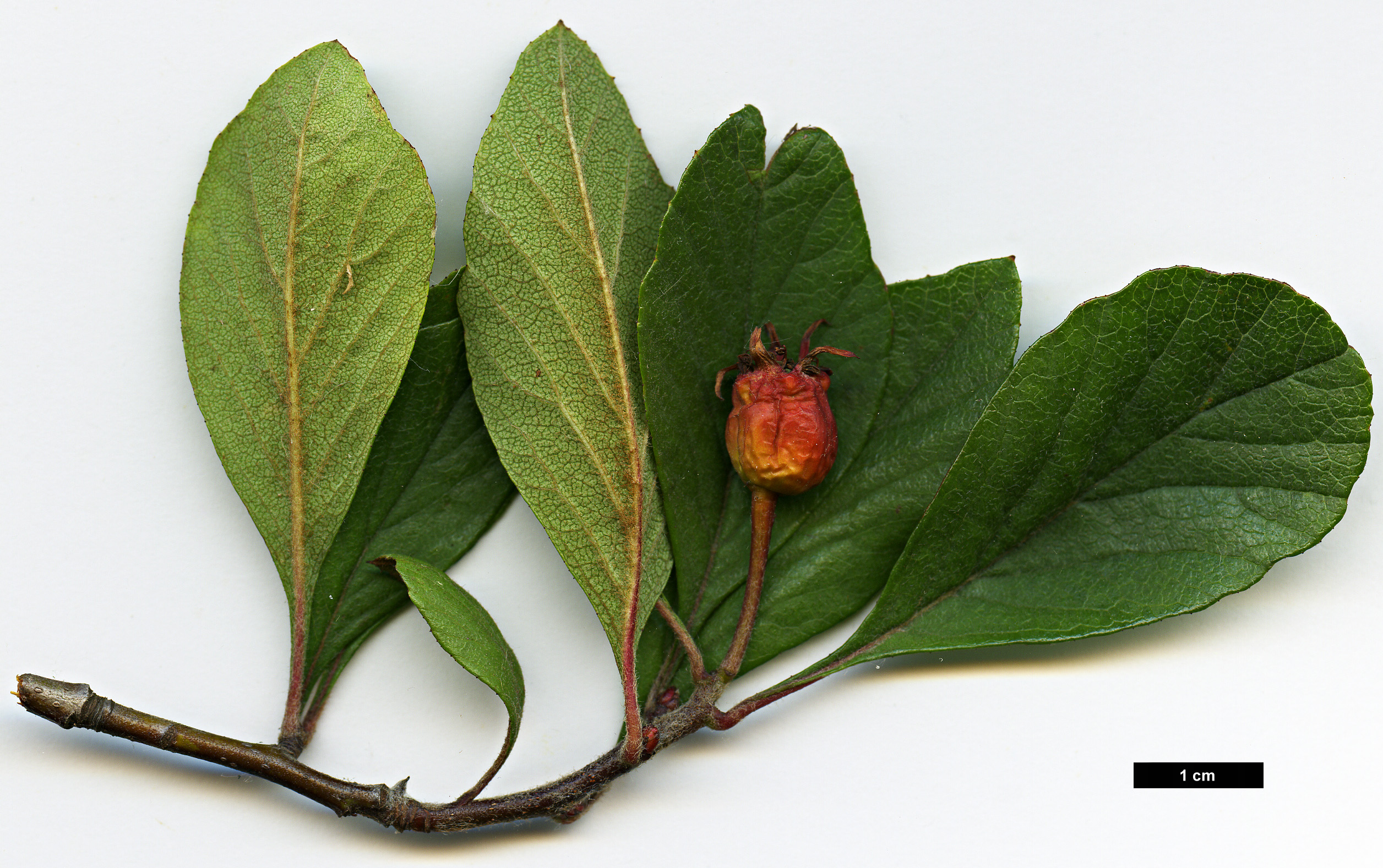 High resolution image: Family: Rosaceae - Genus: Crataegus - Taxon: opaca