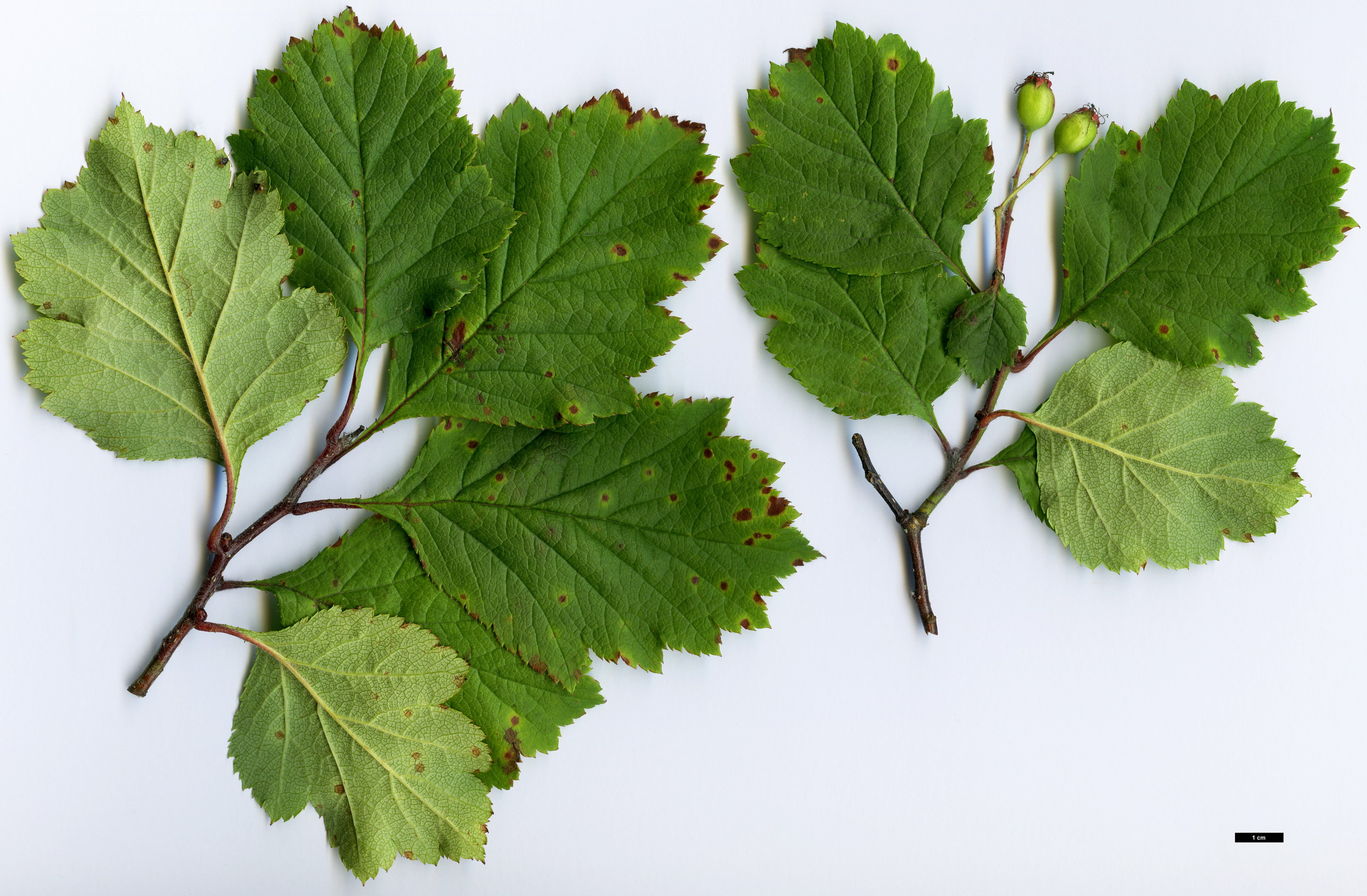 High resolution image: Family: Rosaceae - Genus: Crataegus - Taxon: oresbia