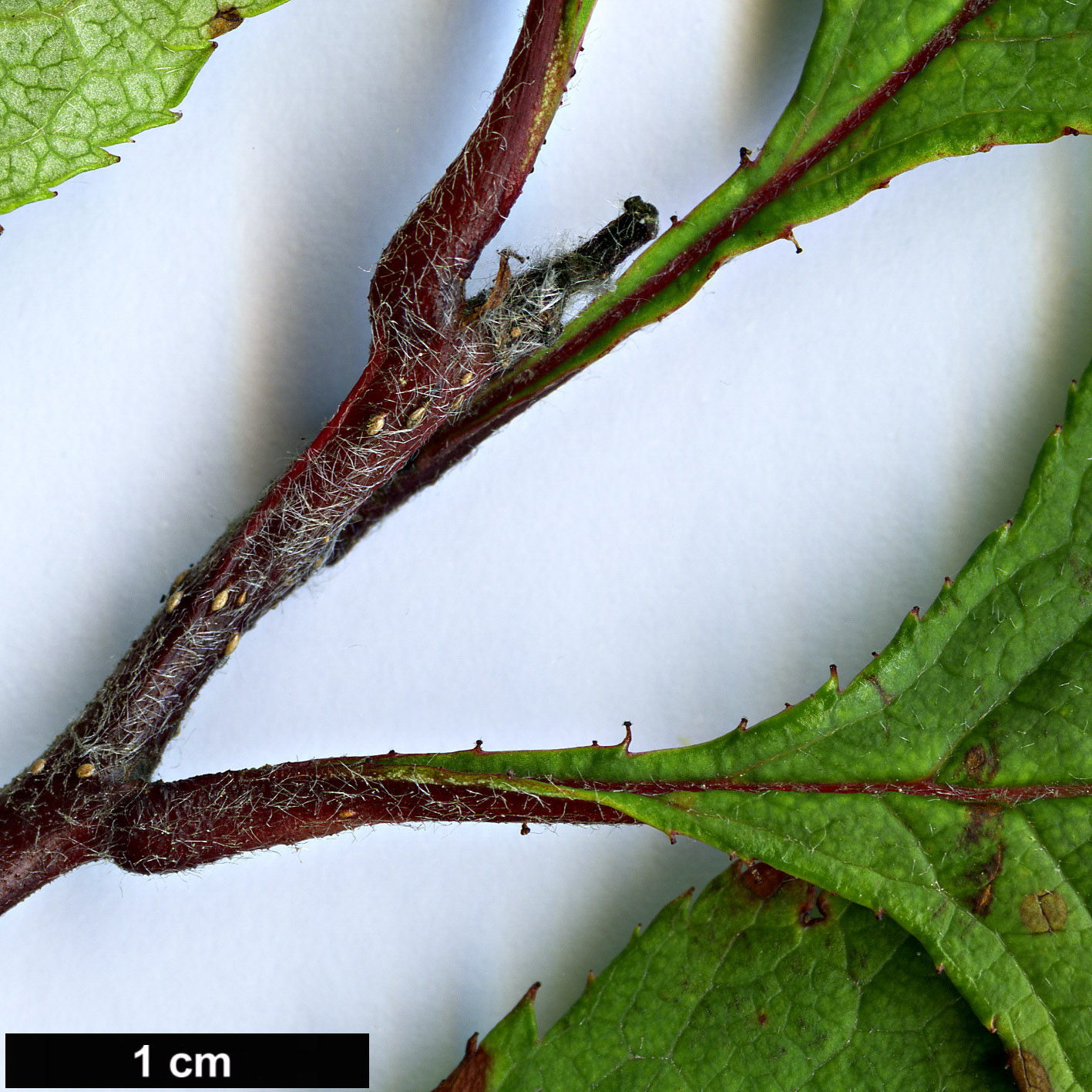 High resolution image: Family: Rosaceae - Genus: Crataegus - Taxon: oresbia