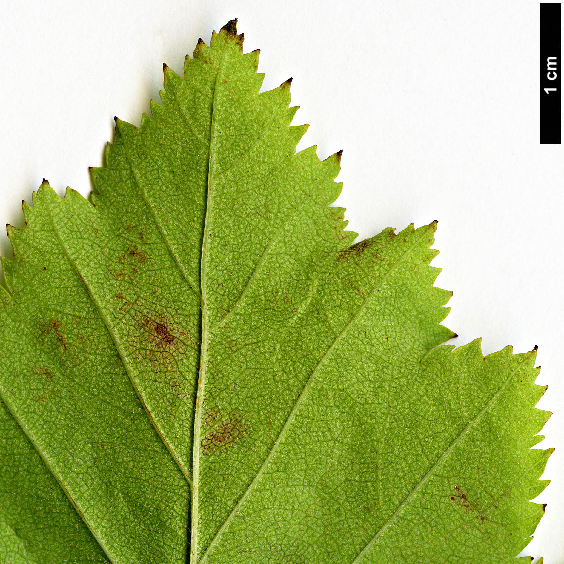 High resolution image: Family: Rosaceae - Genus: Crataegus - Taxon: pedicellata