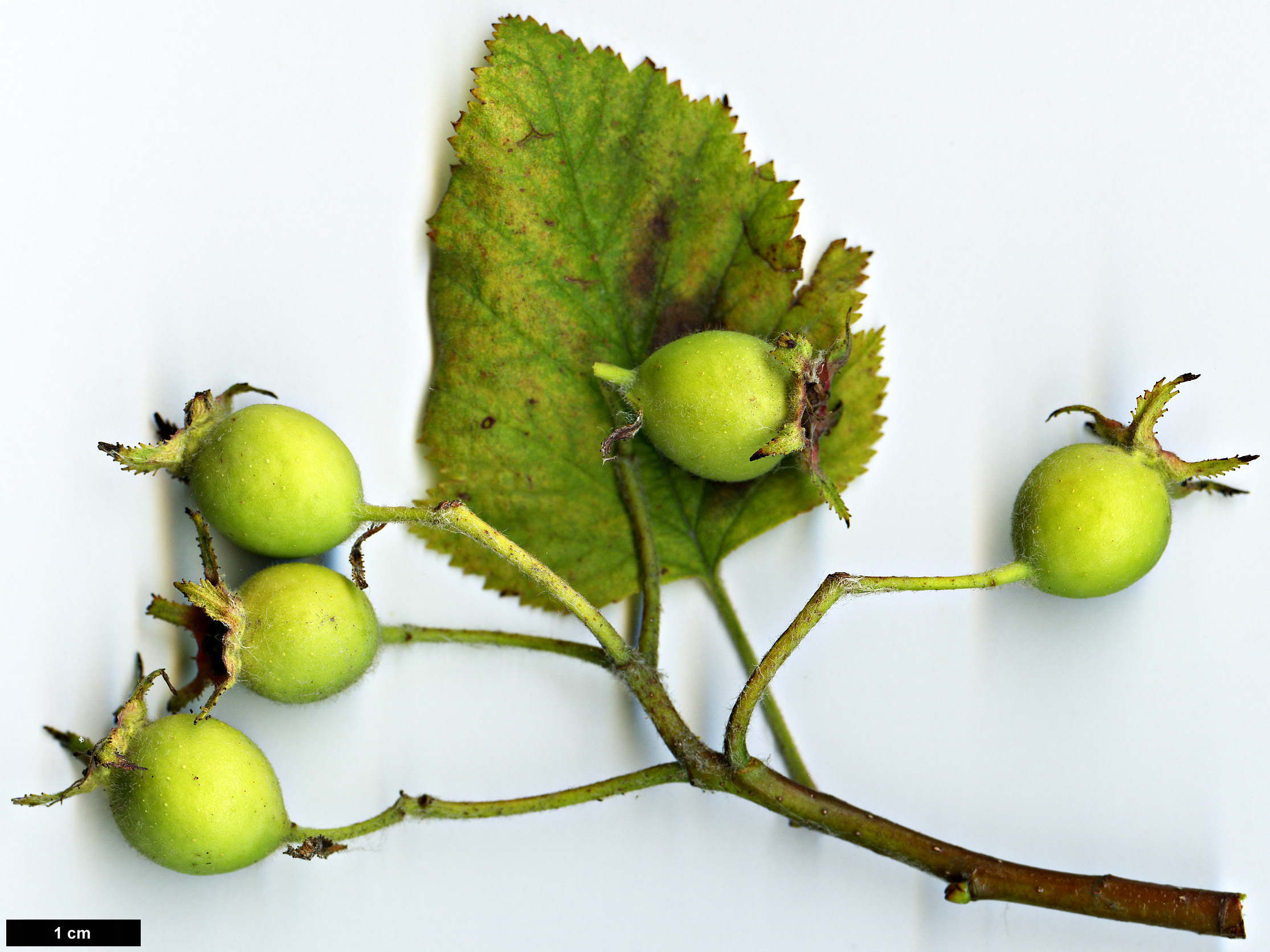 High resolution image: Family: Rosaceae - Genus: Crataegus - Taxon: pennsylvanica