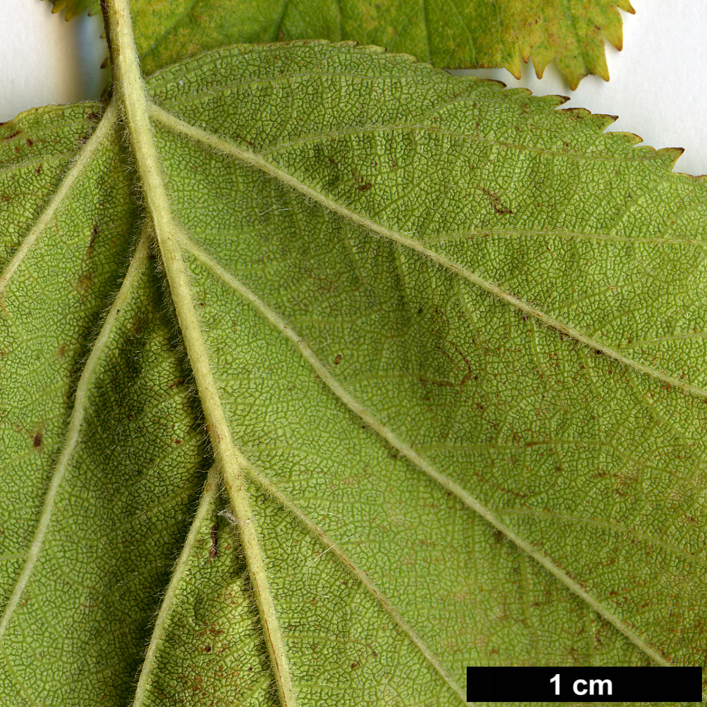 High resolution image: Family: Rosaceae - Genus: Crataegus - Taxon: pennsylvanica