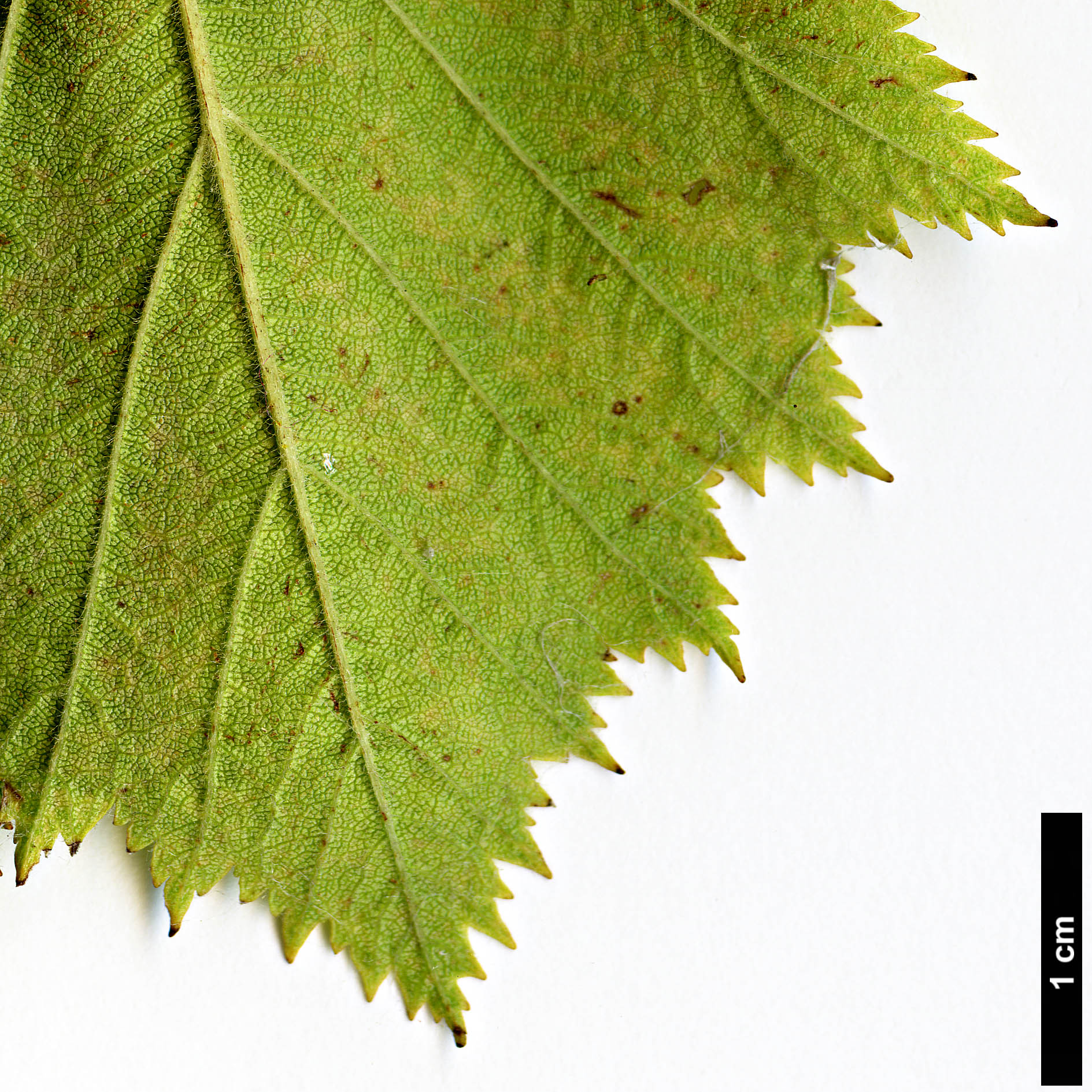 High resolution image: Family: Rosaceae - Genus: Crataegus - Taxon: pennsylvanica