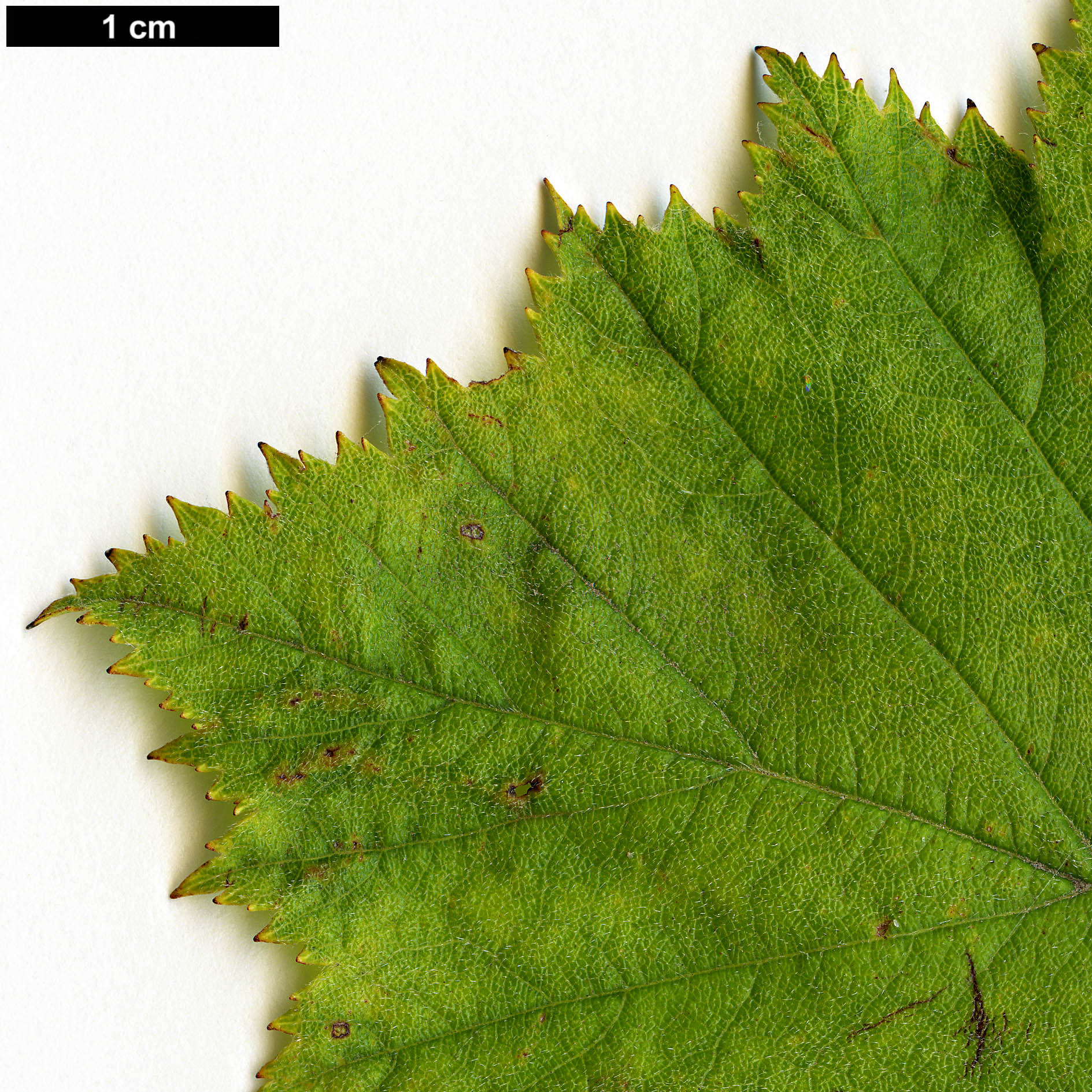 High resolution image: Family: Rosaceae - Genus: Crataegus - Taxon: pennsylvanica