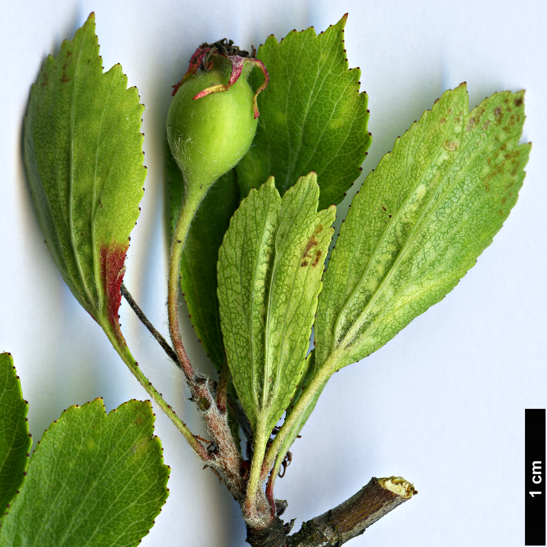 High resolution image: Family: Rosaceae - Genus: Crataegus - Taxon: pentasperma