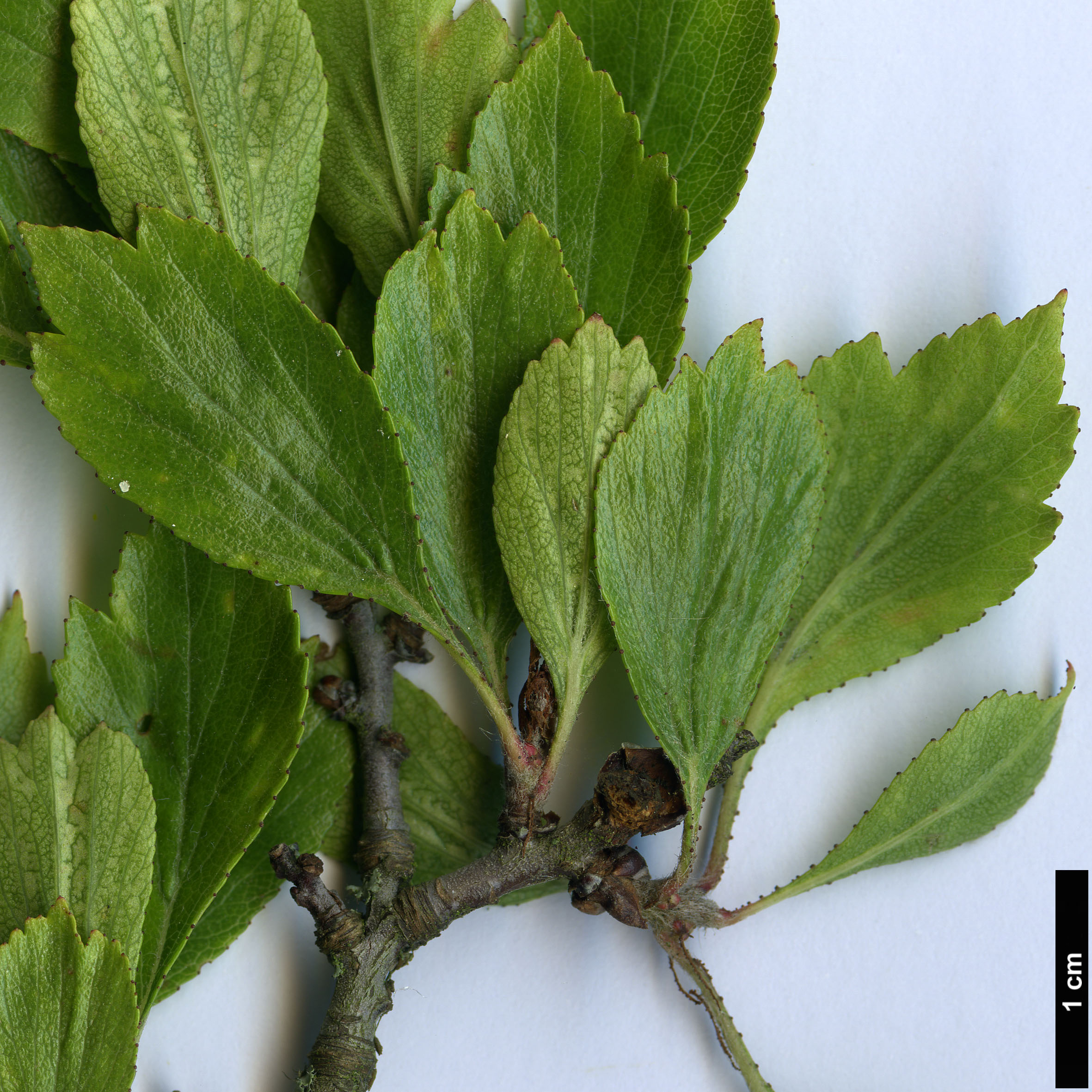 High resolution image: Family: Rosaceae - Genus: Crataegus - Taxon: pentasperma