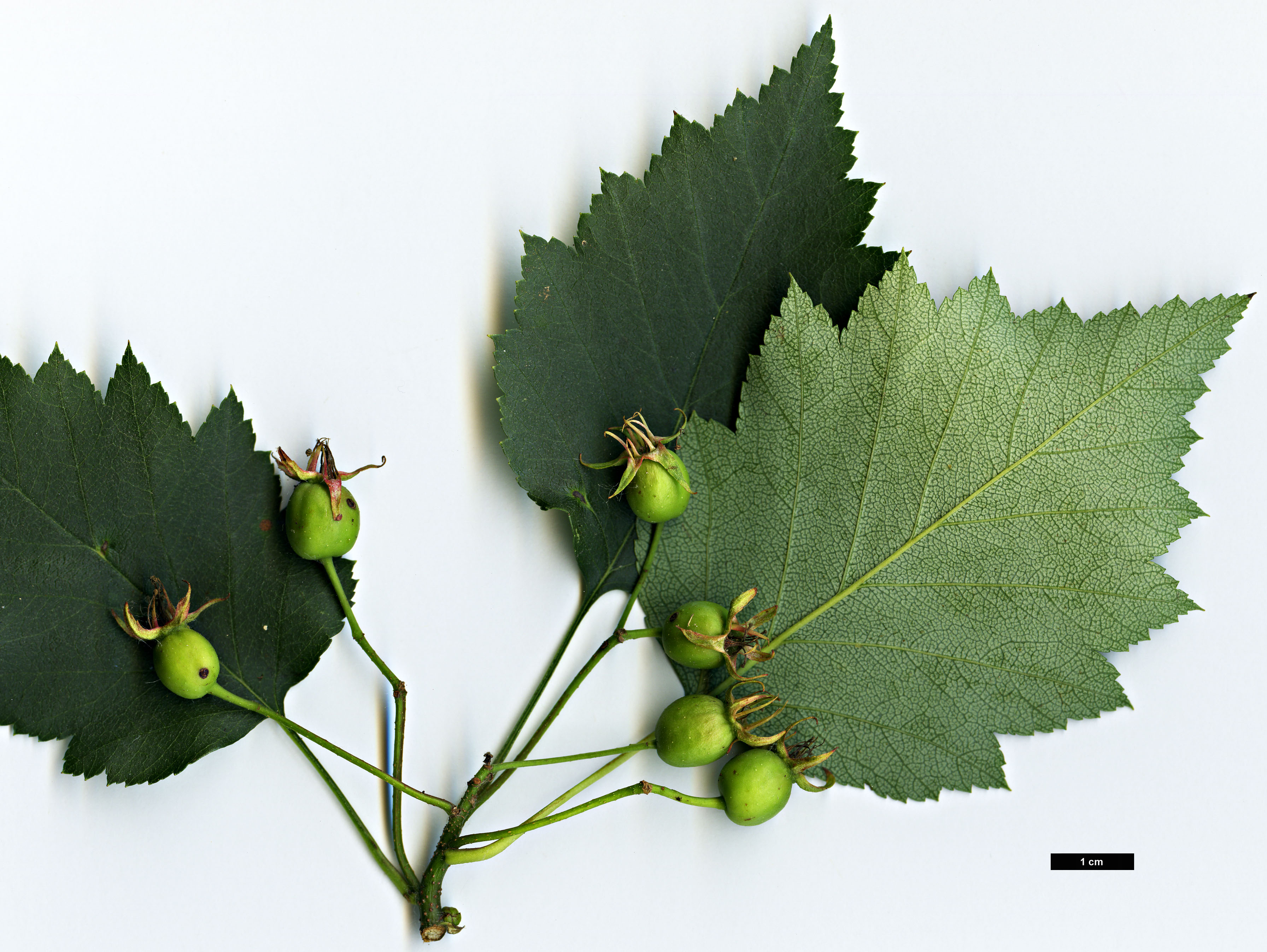 High resolution image: Family: Rosaceae - Genus: Crataegus - Taxon: pequotorum