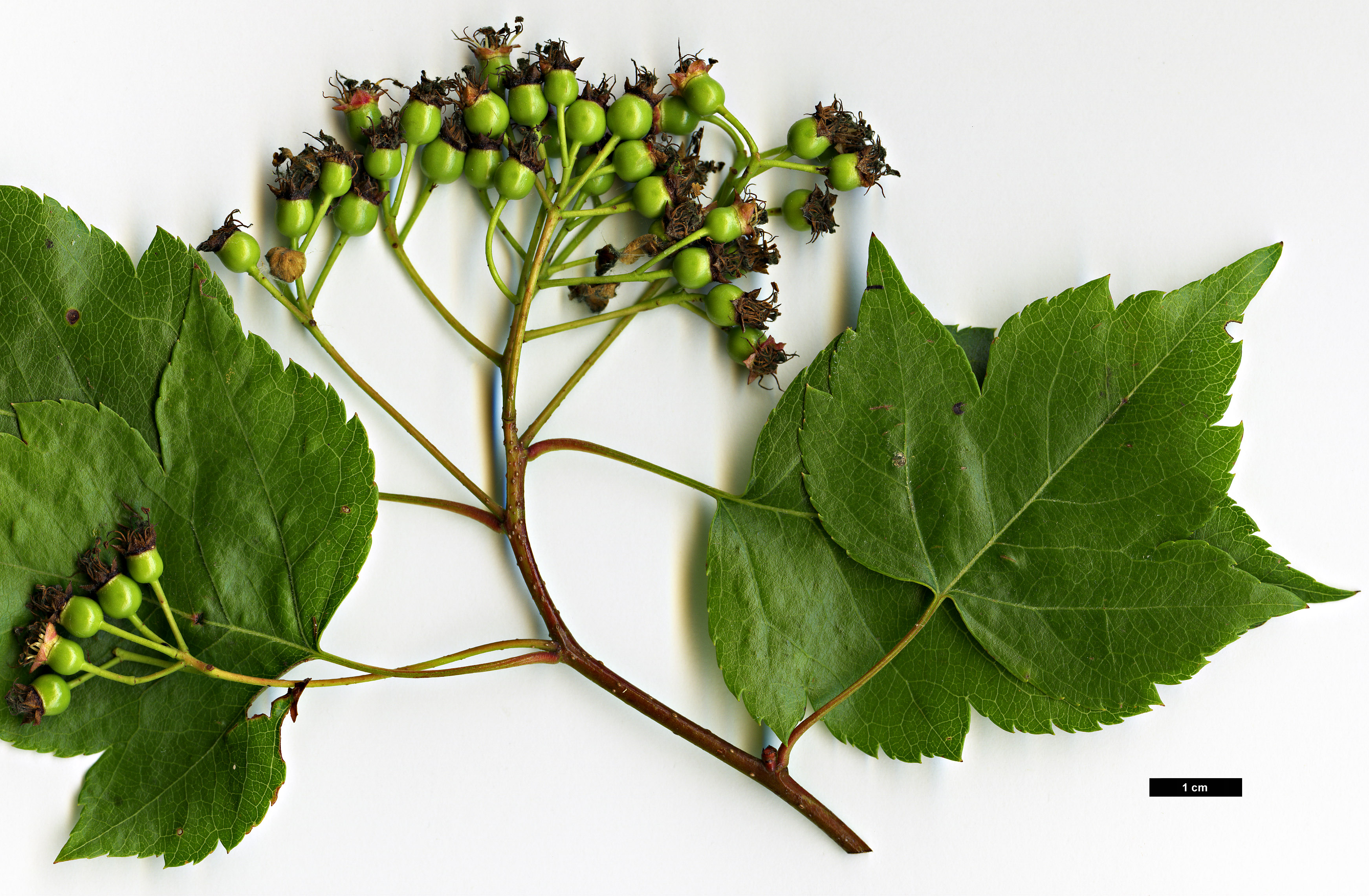 High resolution image: Family: Rosaceae - Genus: Crataegus - Taxon: phaenopyrum