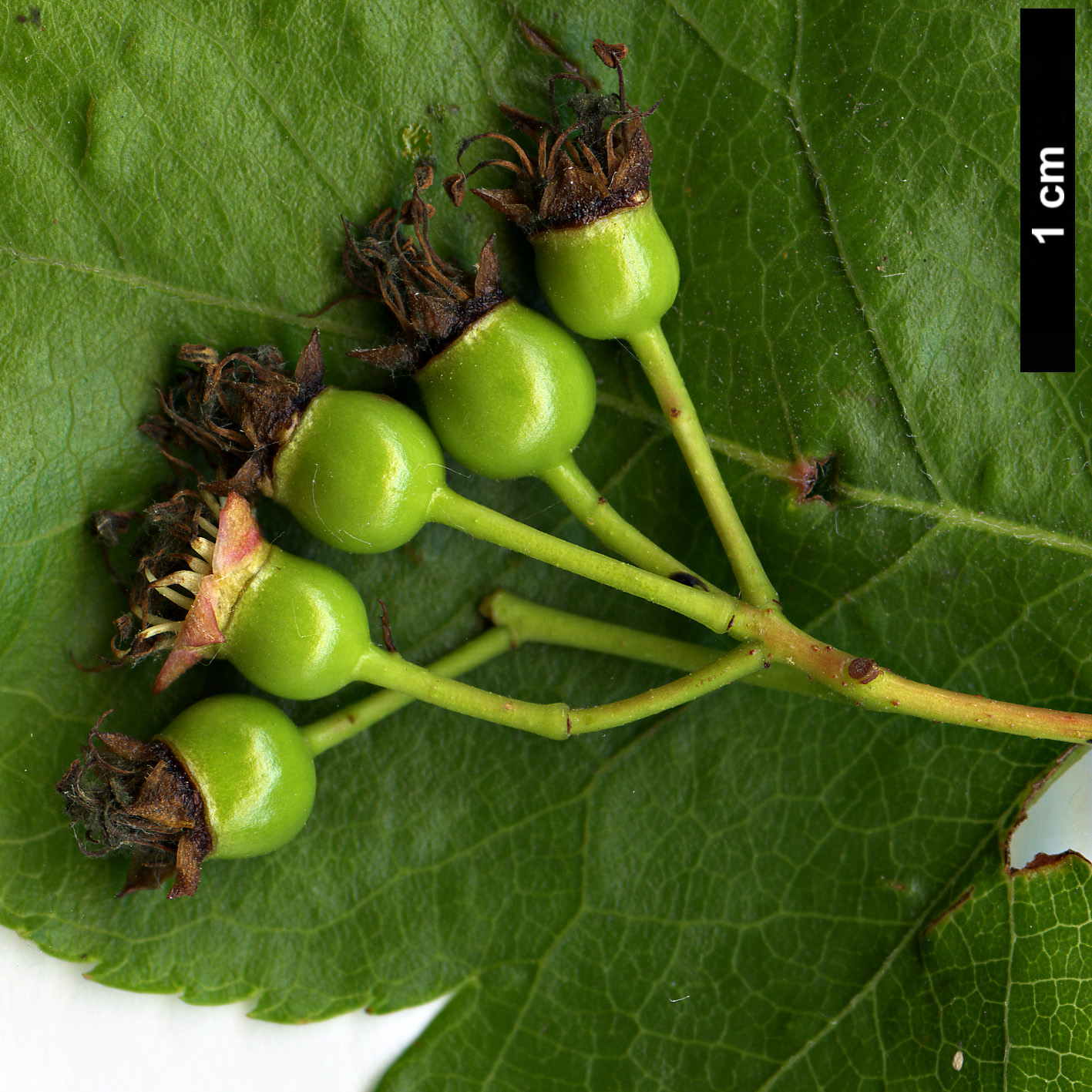 High resolution image: Family: Rosaceae - Genus: Crataegus - Taxon: phaenopyrum