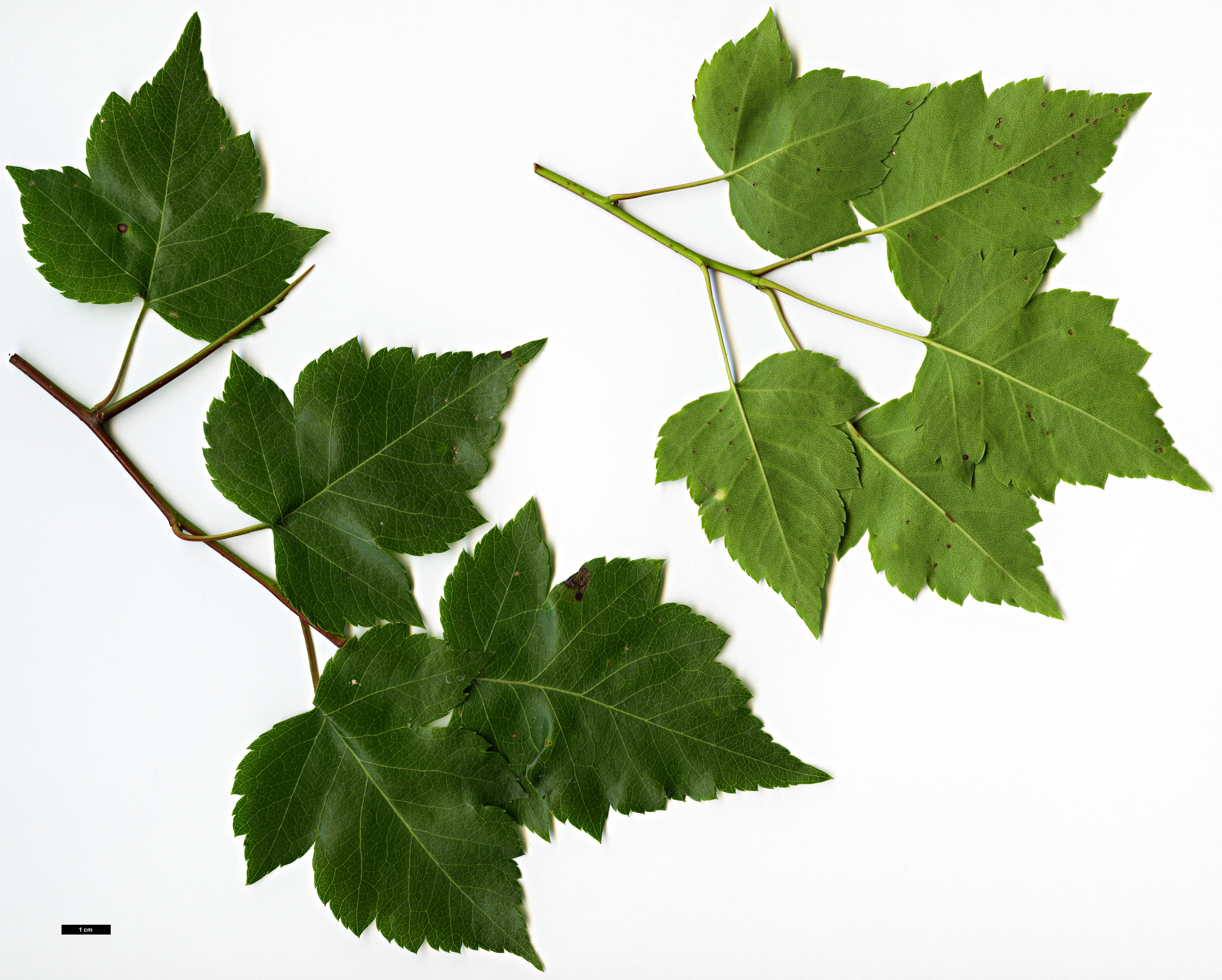 High resolution image: Family: Rosaceae - Genus: Crataegus - Taxon: phaenopyrum