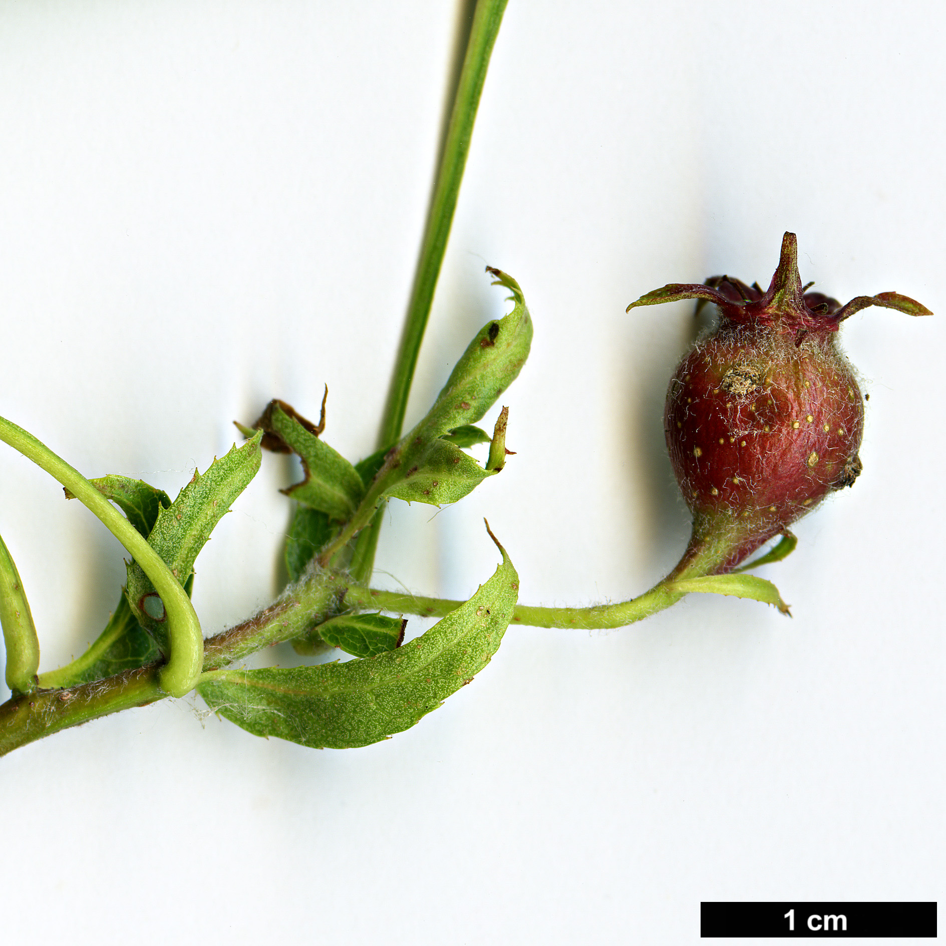 High resolution image: Family: Rosaceae - Genus: Crataegus - Taxon: pinnatifida