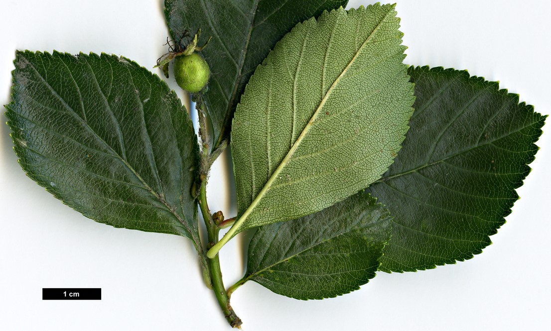 High resolution image: Family: Rosaceae - Genus: Crataegus - Taxon: pruinosa