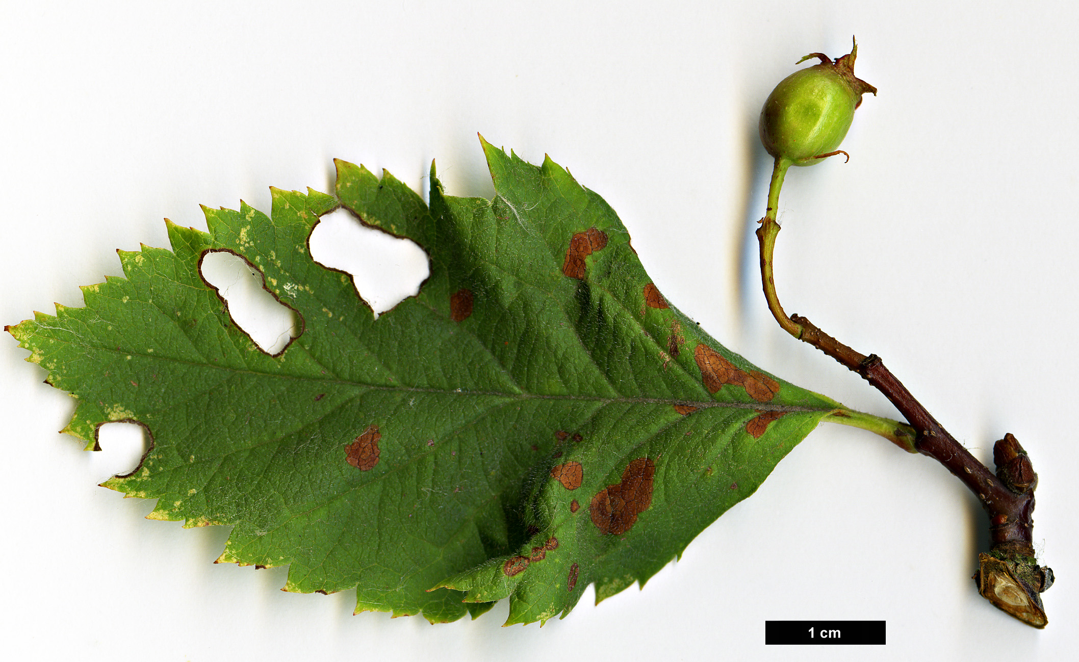 High resolution image: Family: Rosaceae - Genus: Crataegus - Taxon: pseudogracilis