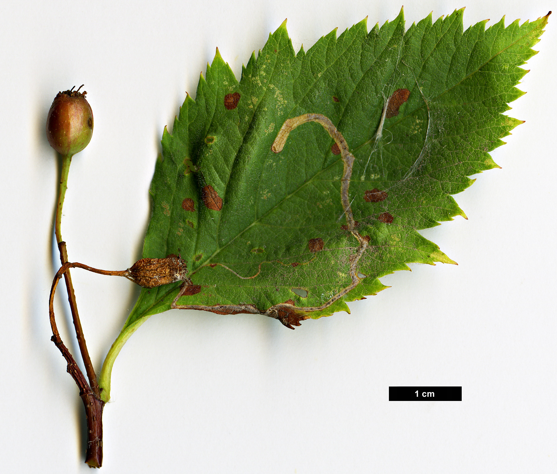 High resolution image: Family: Rosaceae - Genus: Crataegus - Taxon: pseudogracilis