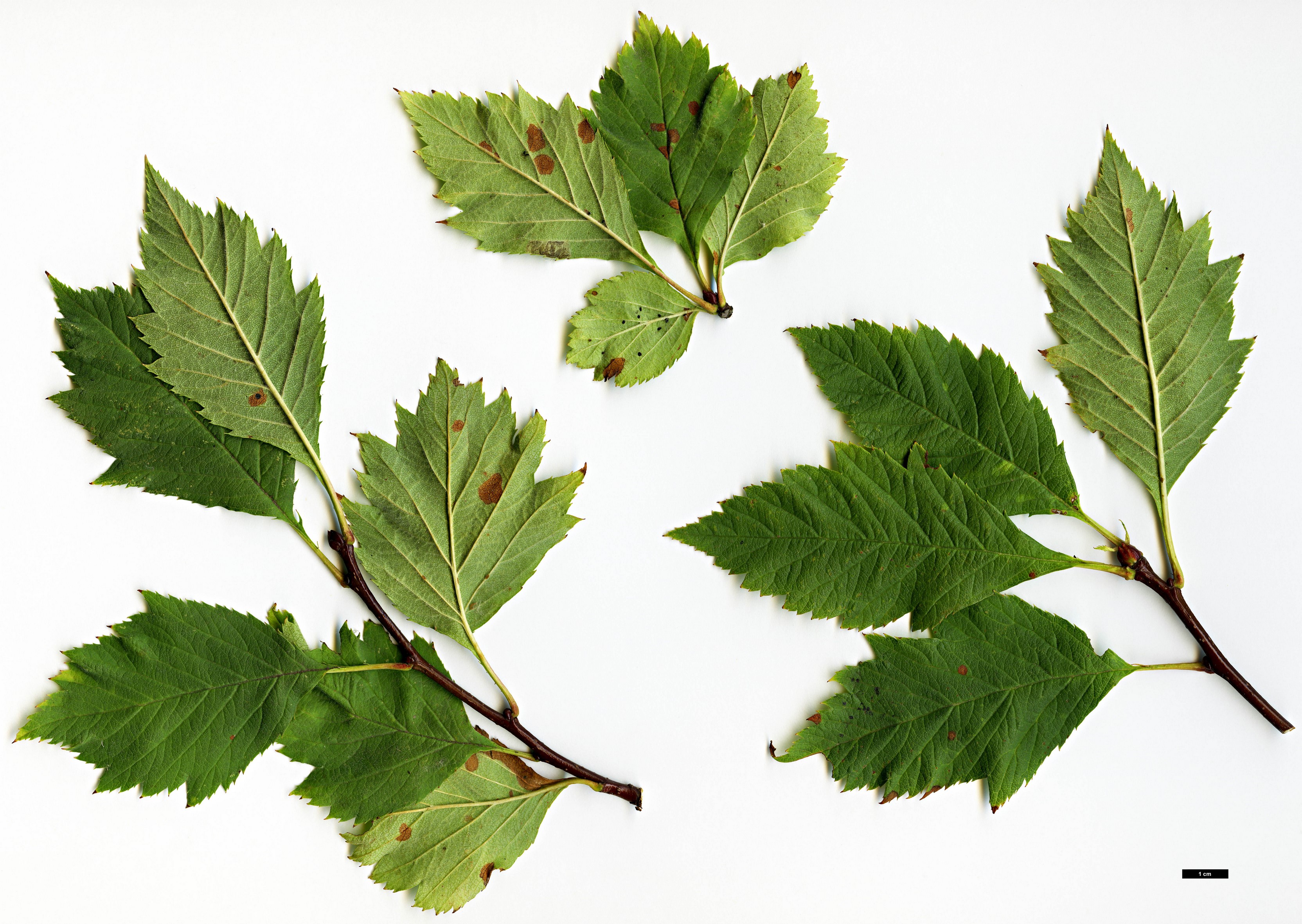 High resolution image: Family: Rosaceae - Genus: Crataegus - Taxon: pseudogracilis