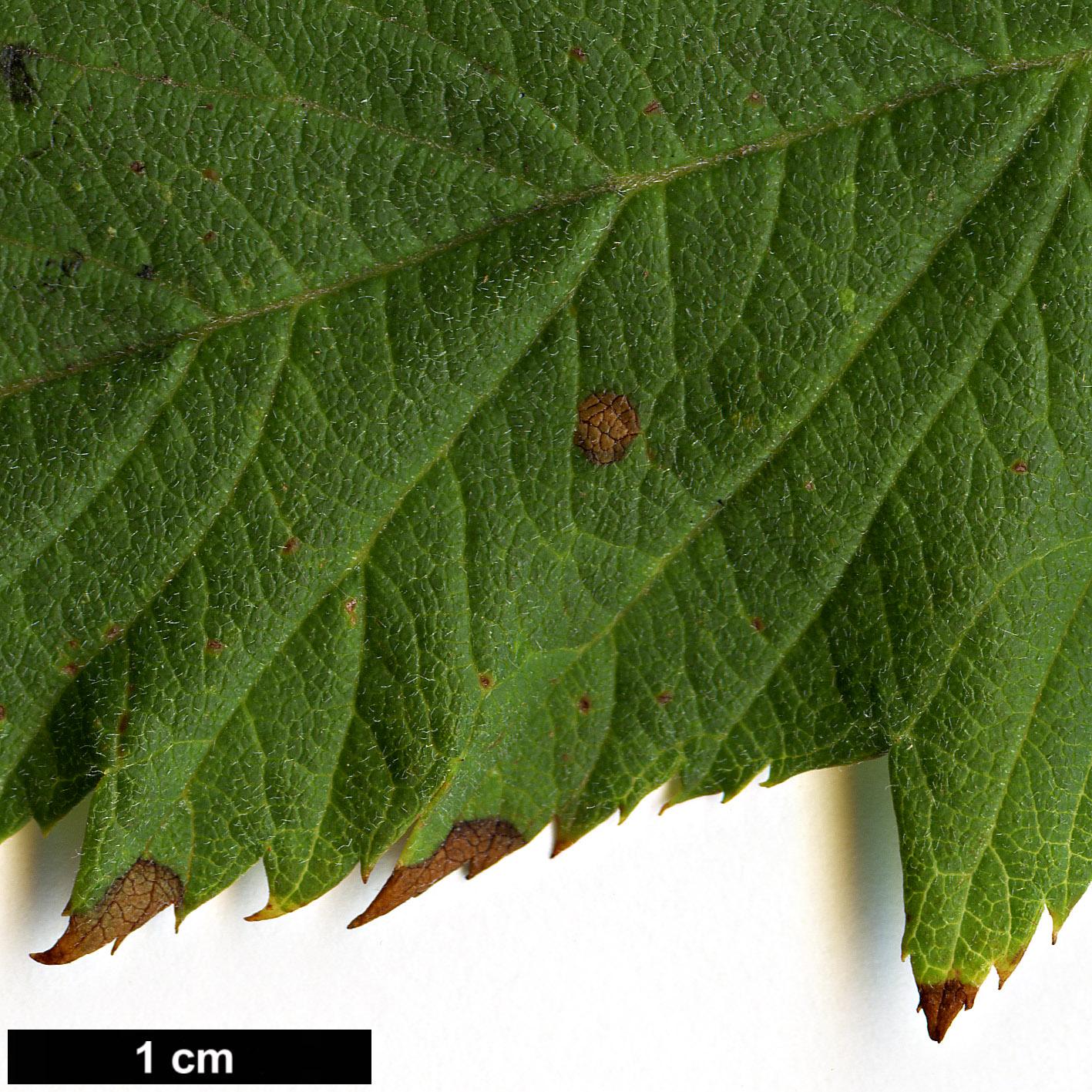 High resolution image: Family: Rosaceae - Genus: Crataegus - Taxon: pseudogracilis