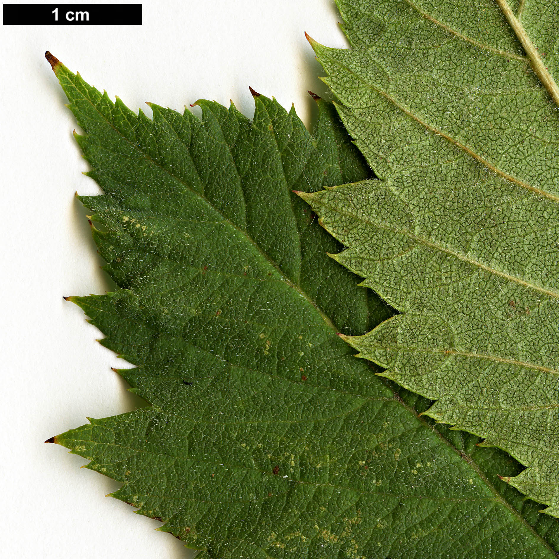 High resolution image: Family: Rosaceae - Genus: Crataegus - Taxon: pseudogracilis