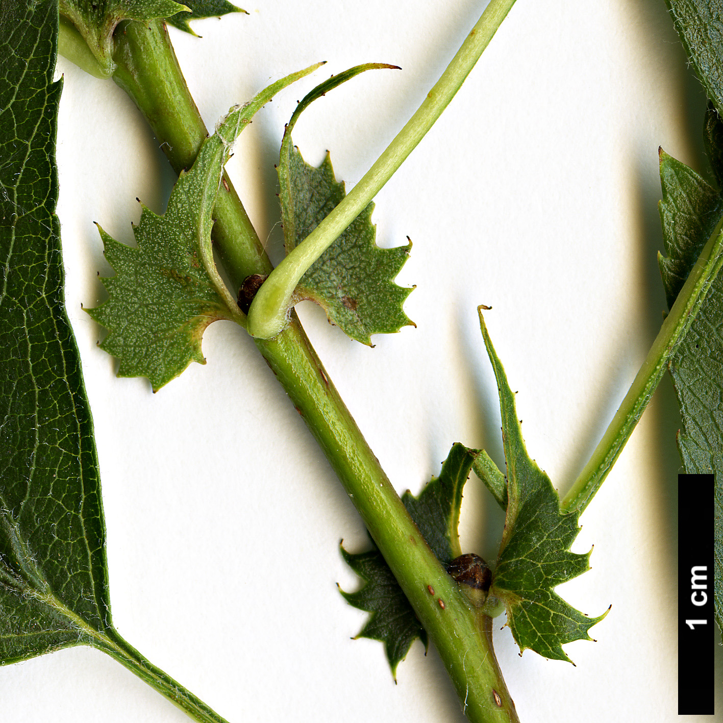 High resolution image: Family: Rosaceae - Genus: Crataegus - Taxon: pseudoheterophylla