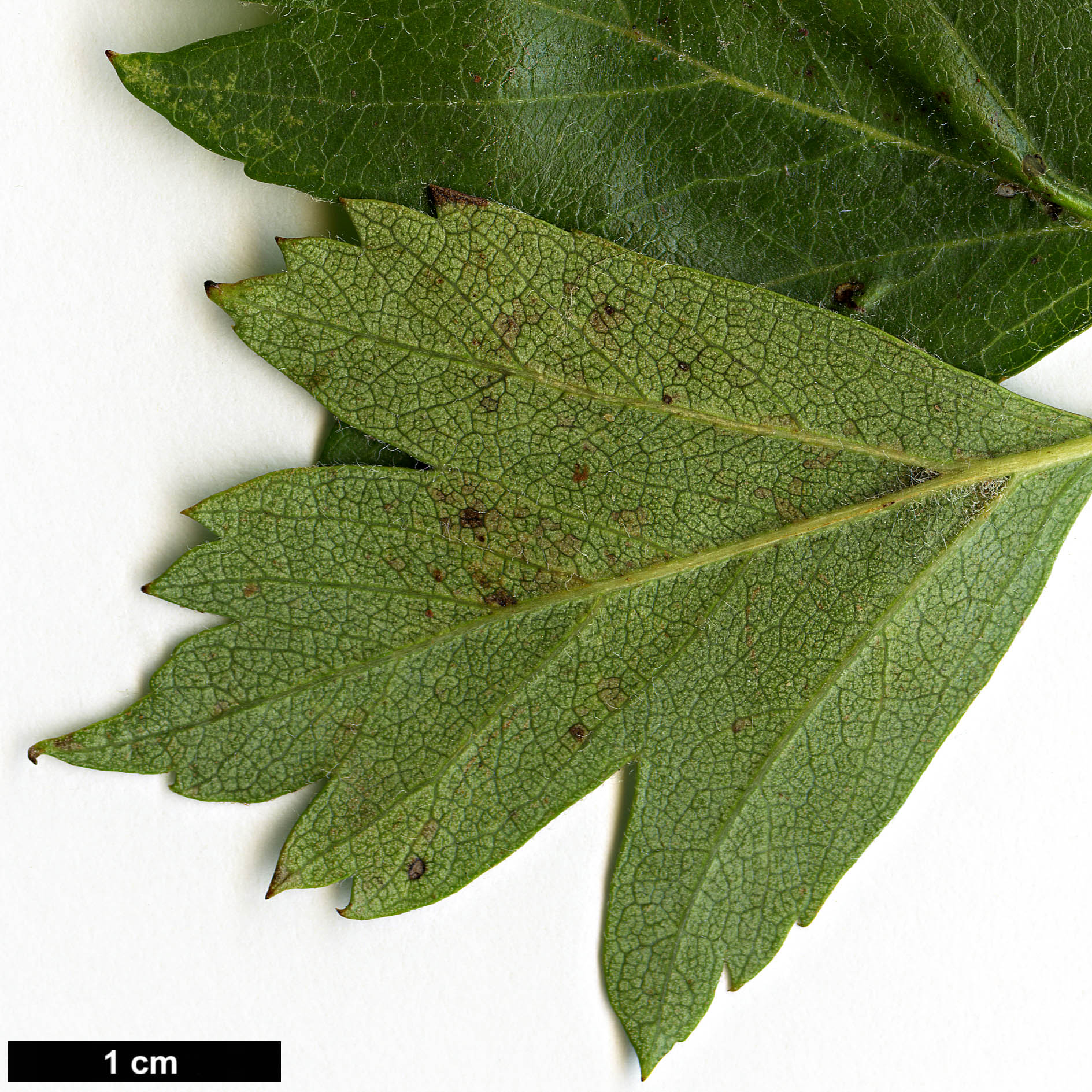 High resolution image: Family: Rosaceae - Genus: Crataegus - Taxon: pseudoheterophylla