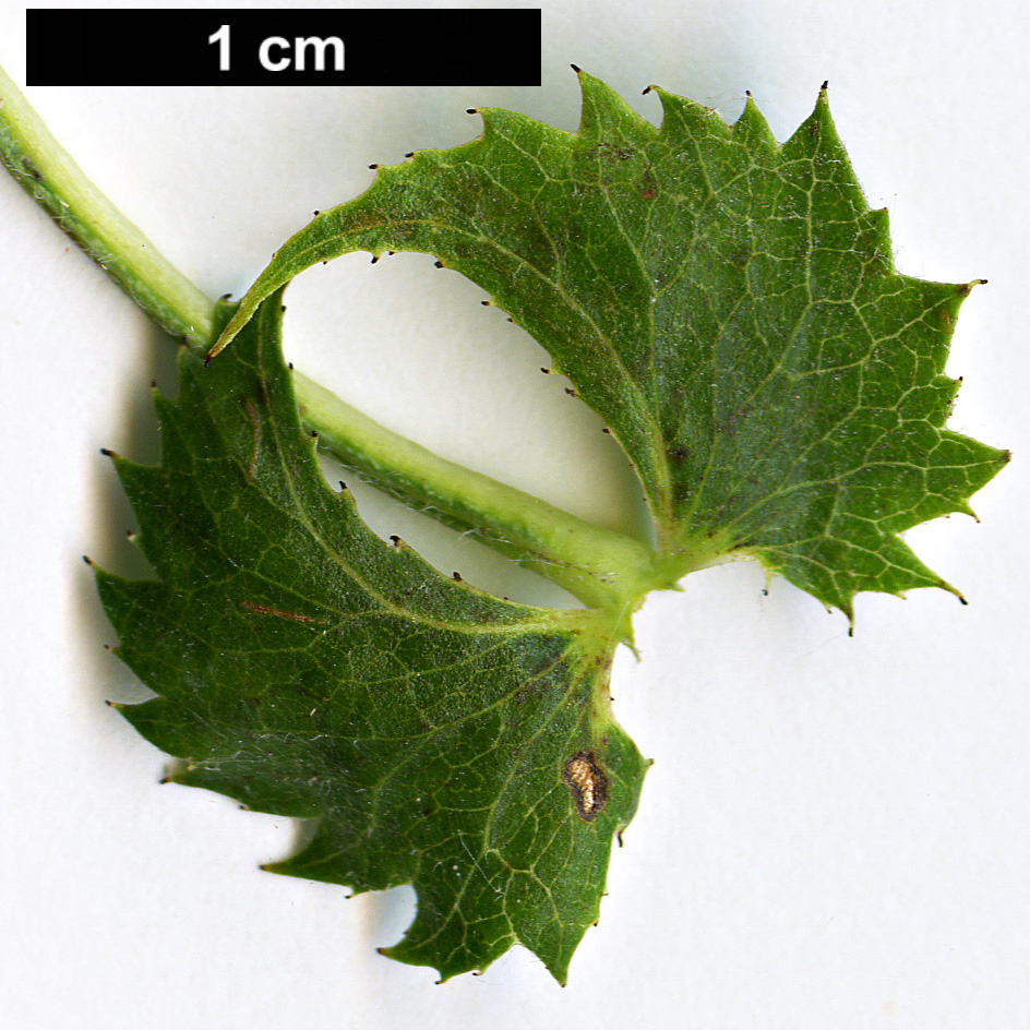 High resolution image: Family: Rosaceae - Genus: Crataegus - Taxon: pseudoheterophylla