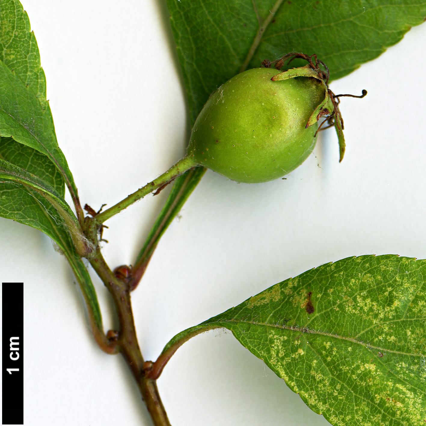 High resolution image: Family: Rosaceae - Genus: Crataegus - Taxon: pulcherrima