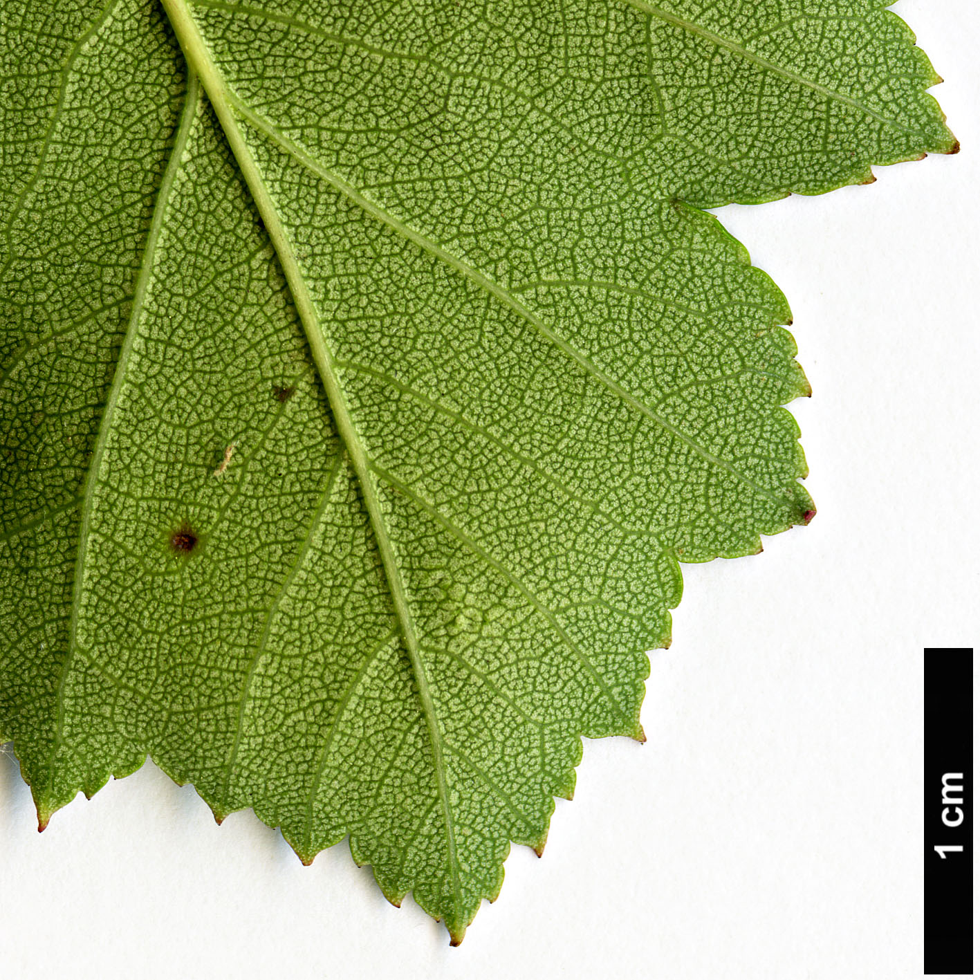 High resolution image: Family: Rosaceae - Genus: Crataegus - Taxon: pulcherrima