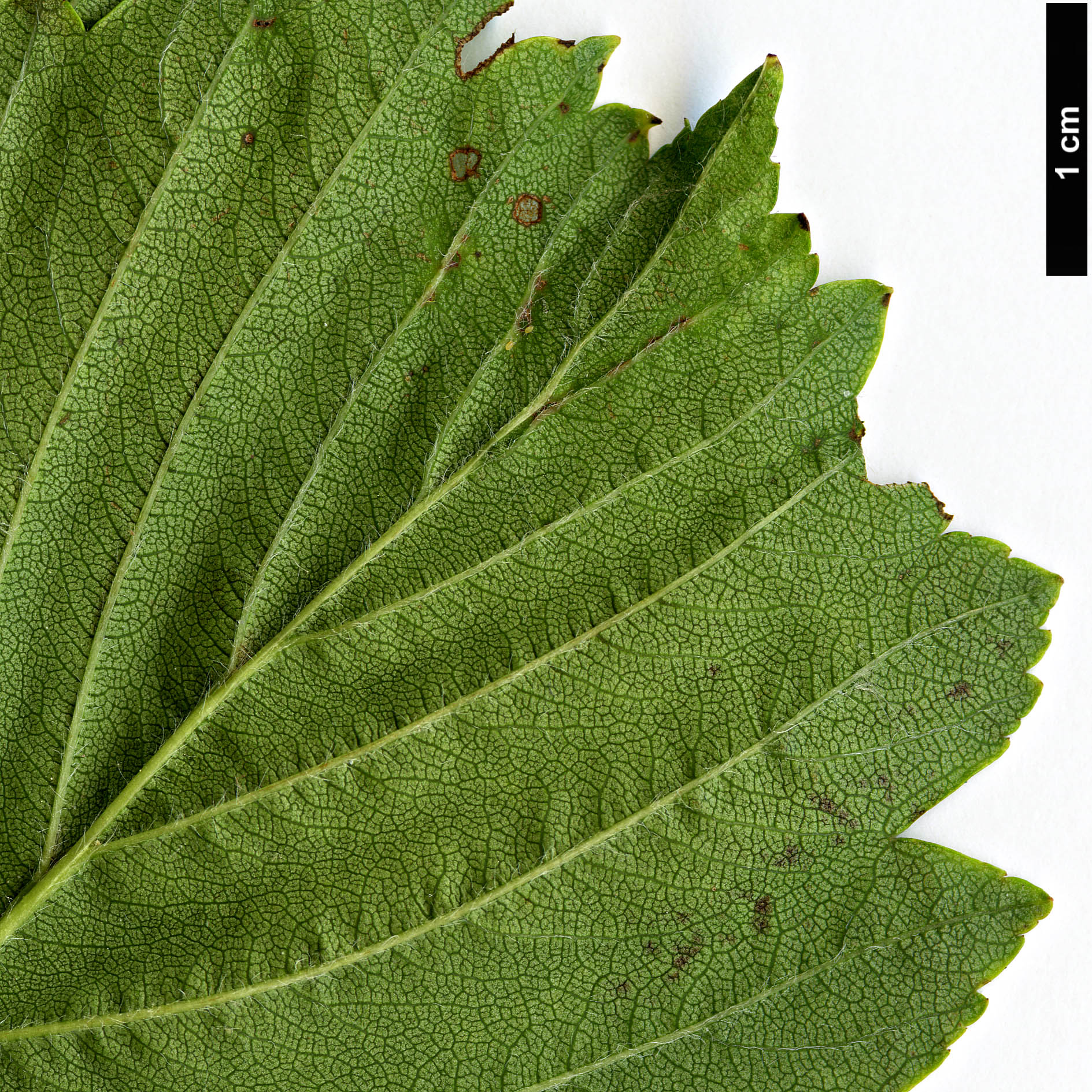 High resolution image: Family: Rosaceae - Genus: Crataegus - Taxon: punctata