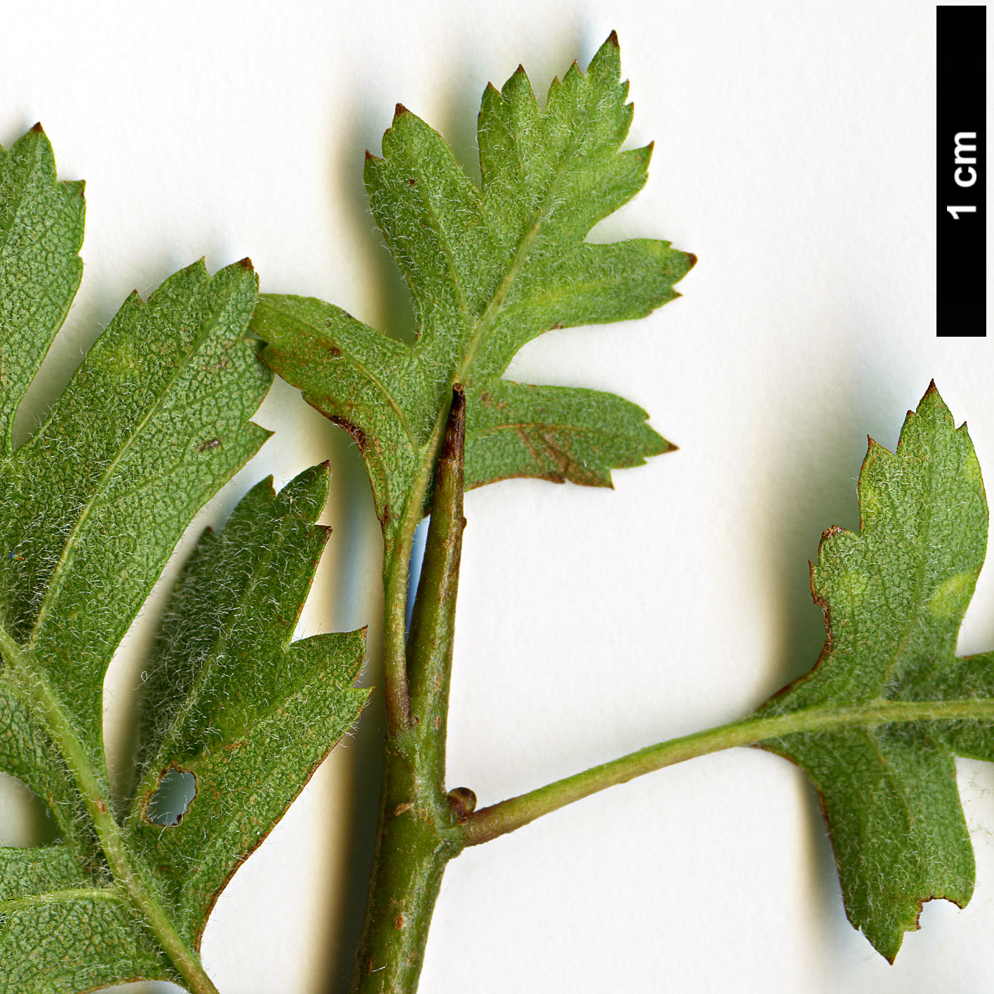 High resolution image: Family: Rosaceae - Genus: Crataegus - Taxon: pycnoloba