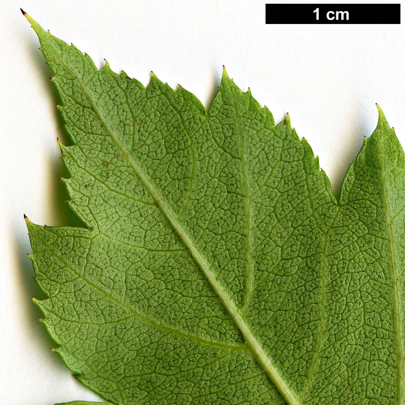 High resolution image: Family: Rosaceae - Genus: Crataegus - Taxon: remotiloba