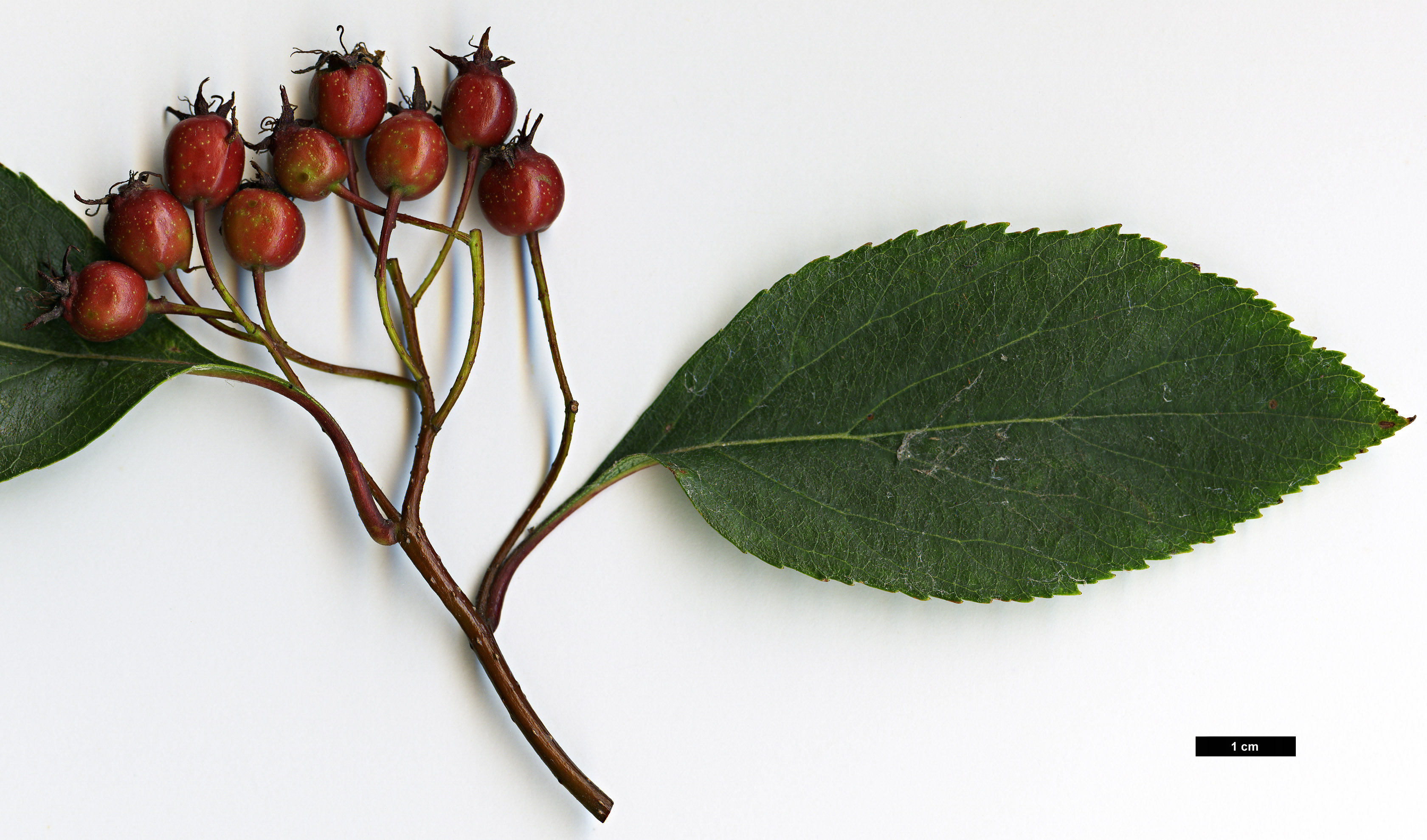 High resolution image: Family: Rosaceae - Genus: Crataegus - Taxon: rivularis