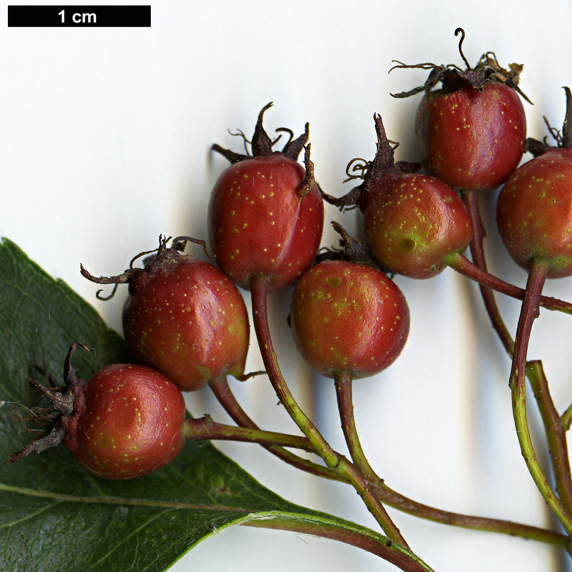 High resolution image: Family: Rosaceae - Genus: Crataegus - Taxon: rivularis