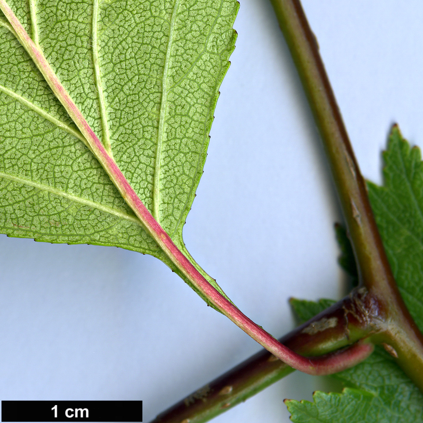 High resolution image: Family: Rosaceae - Genus: Crataegus - Taxon: rubribracteolata