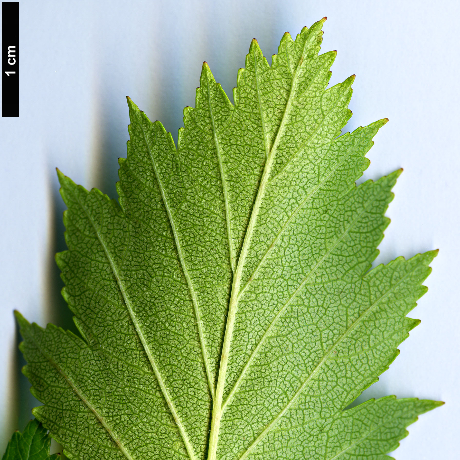 High resolution image: Family: Rosaceae - Genus: Crataegus - Taxon: rubribracteolata