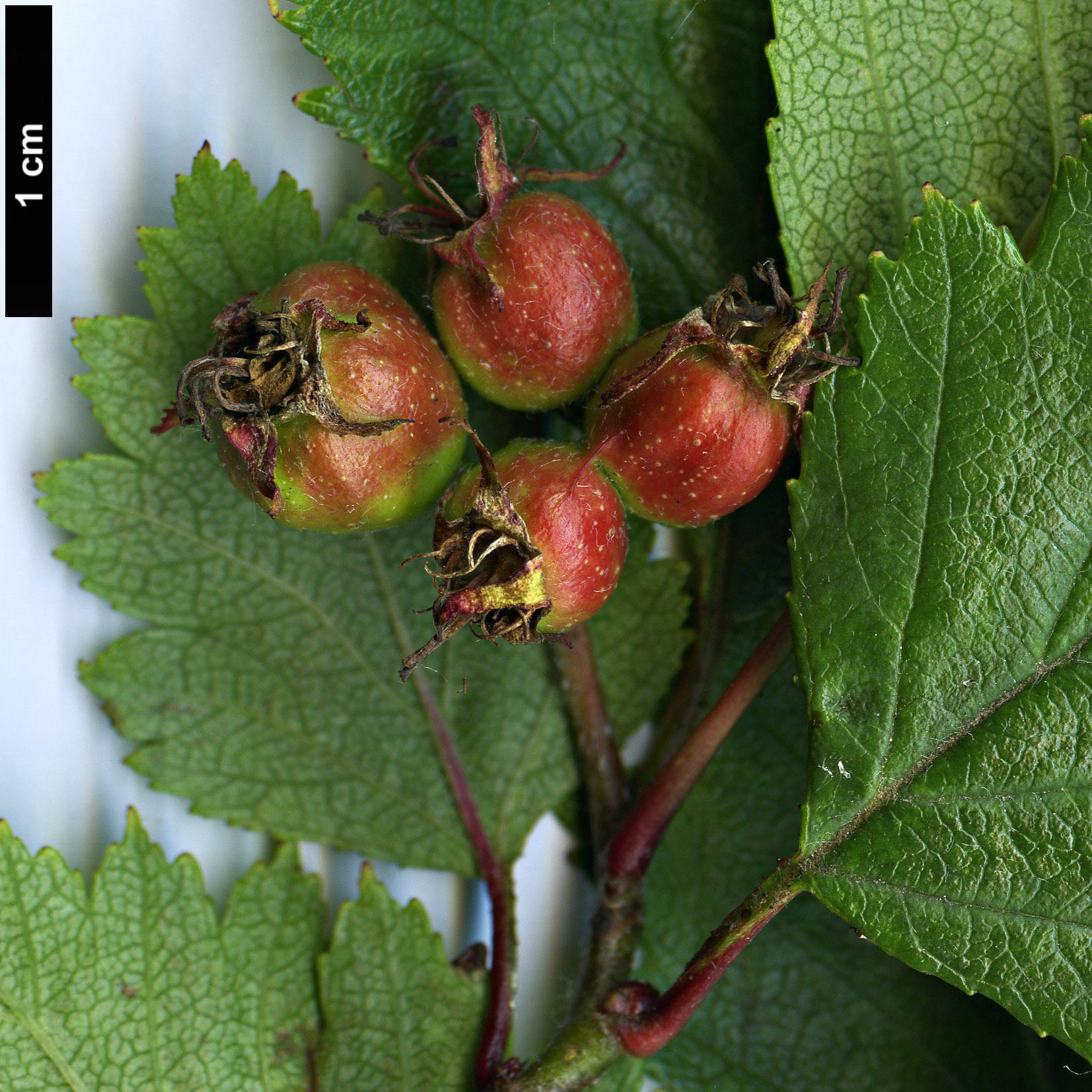 High resolution image: Family: Rosaceae - Genus: Crataegus - Taxon: rubribracteolata