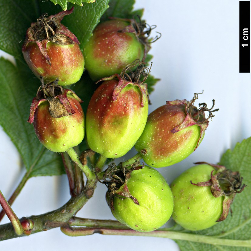 High resolution image: Family: Rosaceae - Genus: Crataegus - Taxon: rubribracteolata