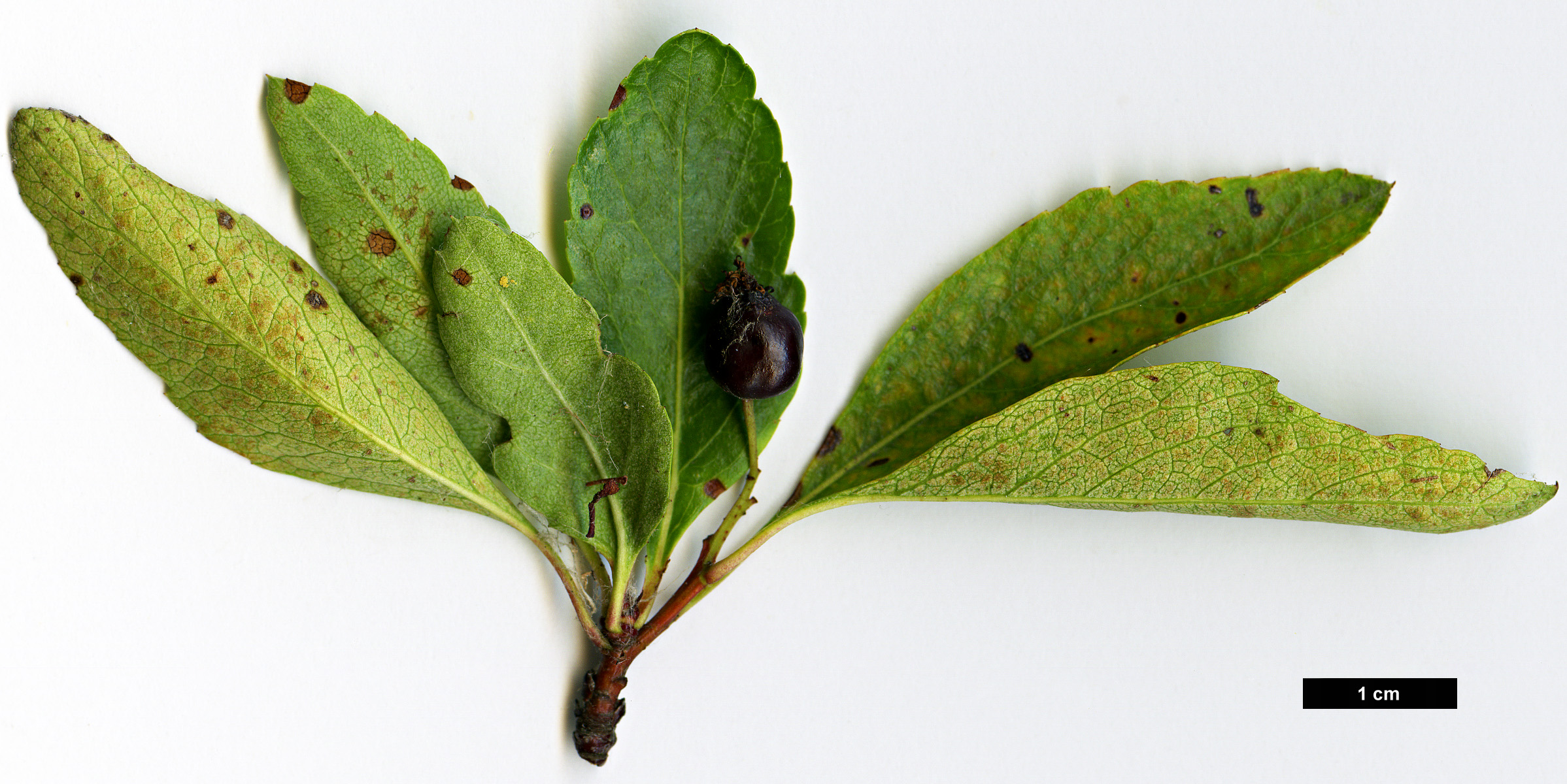 High resolution image: Family: Rosaceae - Genus: Crataegus - Taxon: saligna