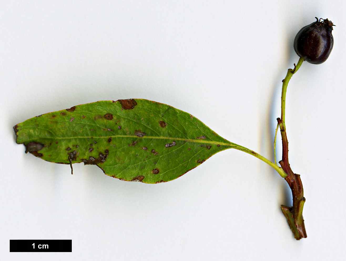 High resolution image: Family: Rosaceae - Genus: Crataegus - Taxon: saligna