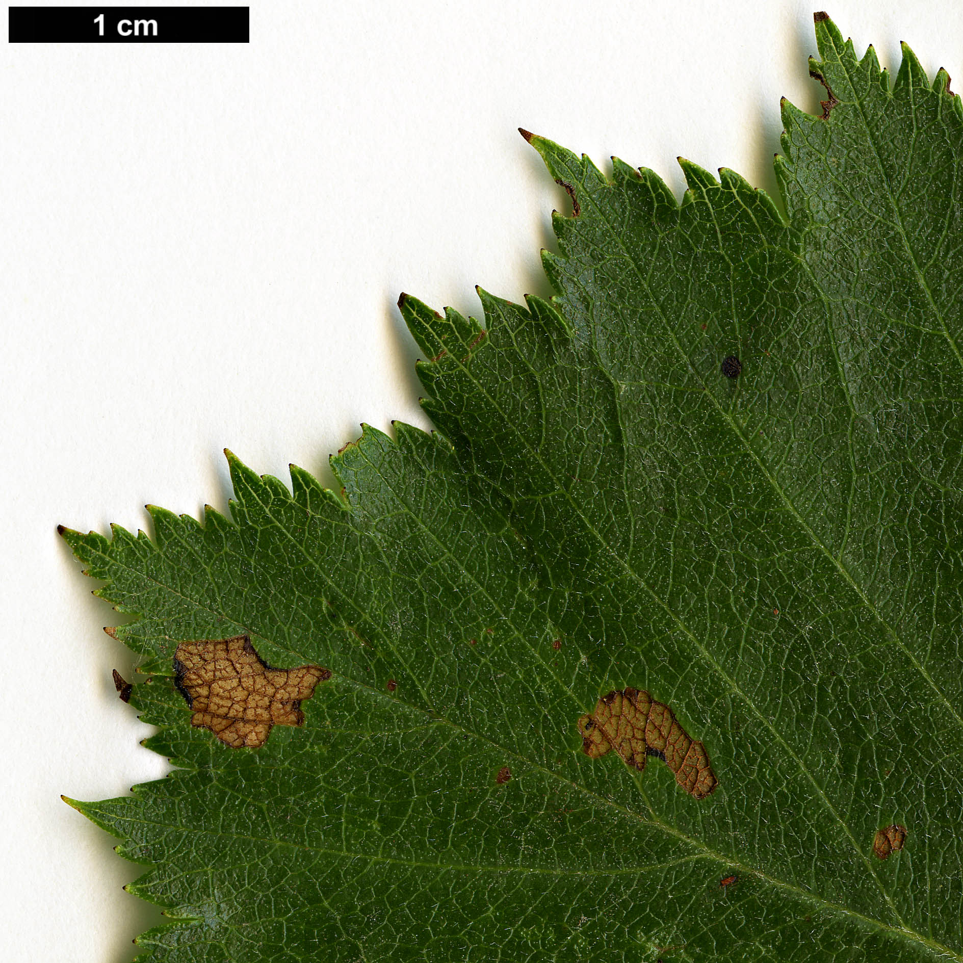 High resolution image: Family: Rosaceae - Genus: Crataegus - Taxon: sanguinea