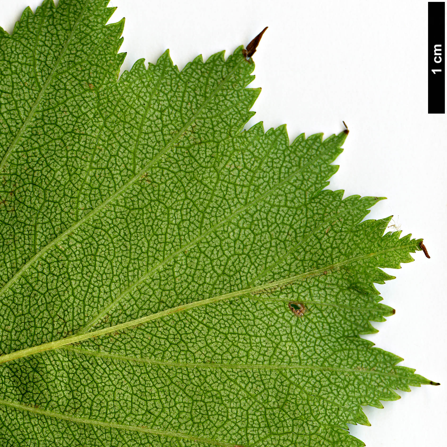 High resolution image: Family: Rosaceae - Genus: Crataegus - Taxon: sanguinea