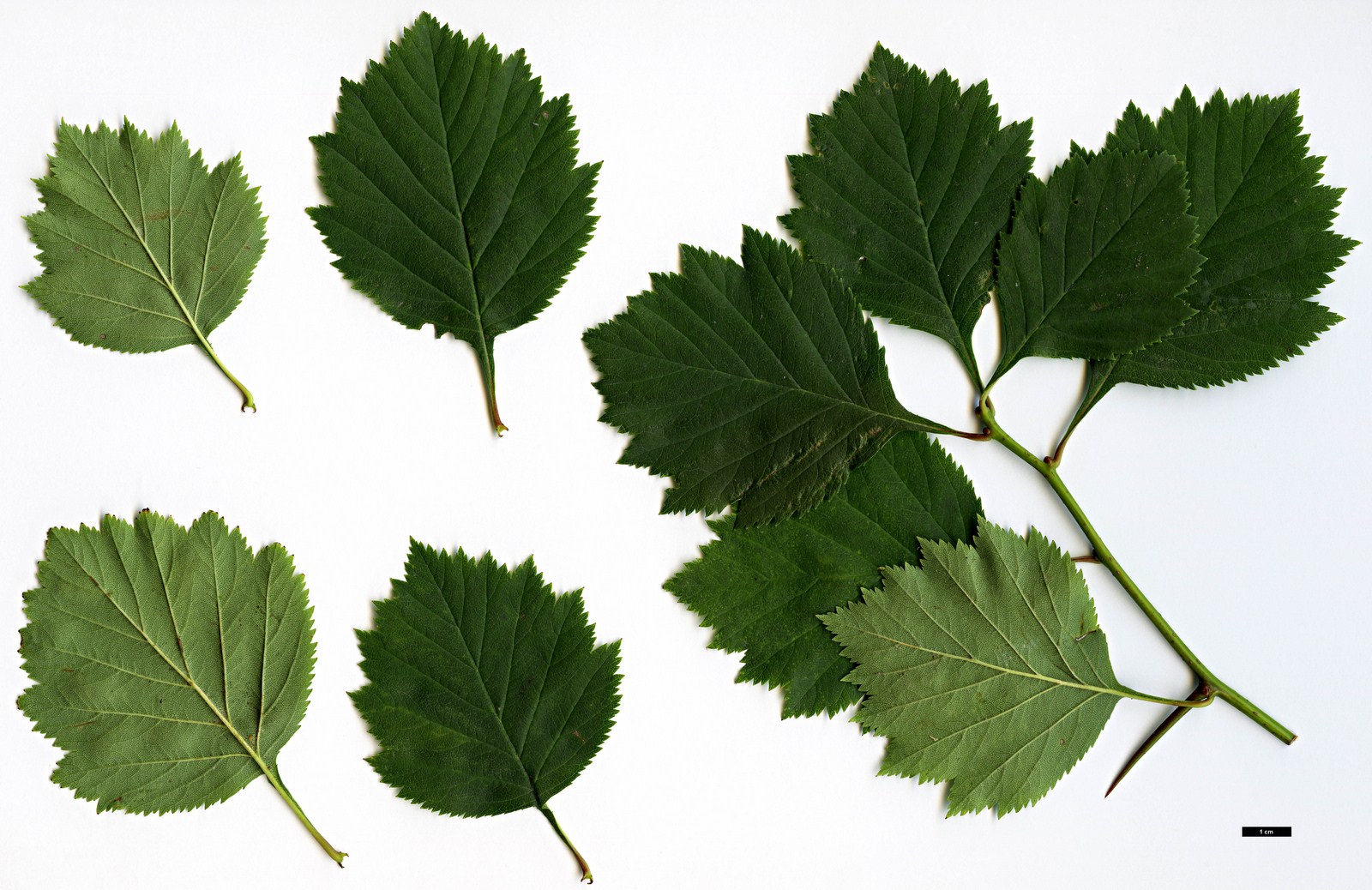 High resolution image: Family: Rosaceae - Genus: Crataegus - Taxon: scabrida