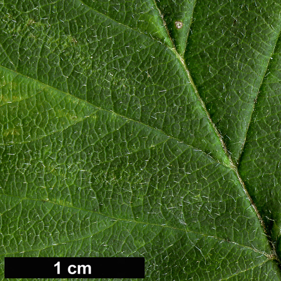 High resolution image: Family: Rosaceae - Genus: Crataegus - Taxon: scabrida